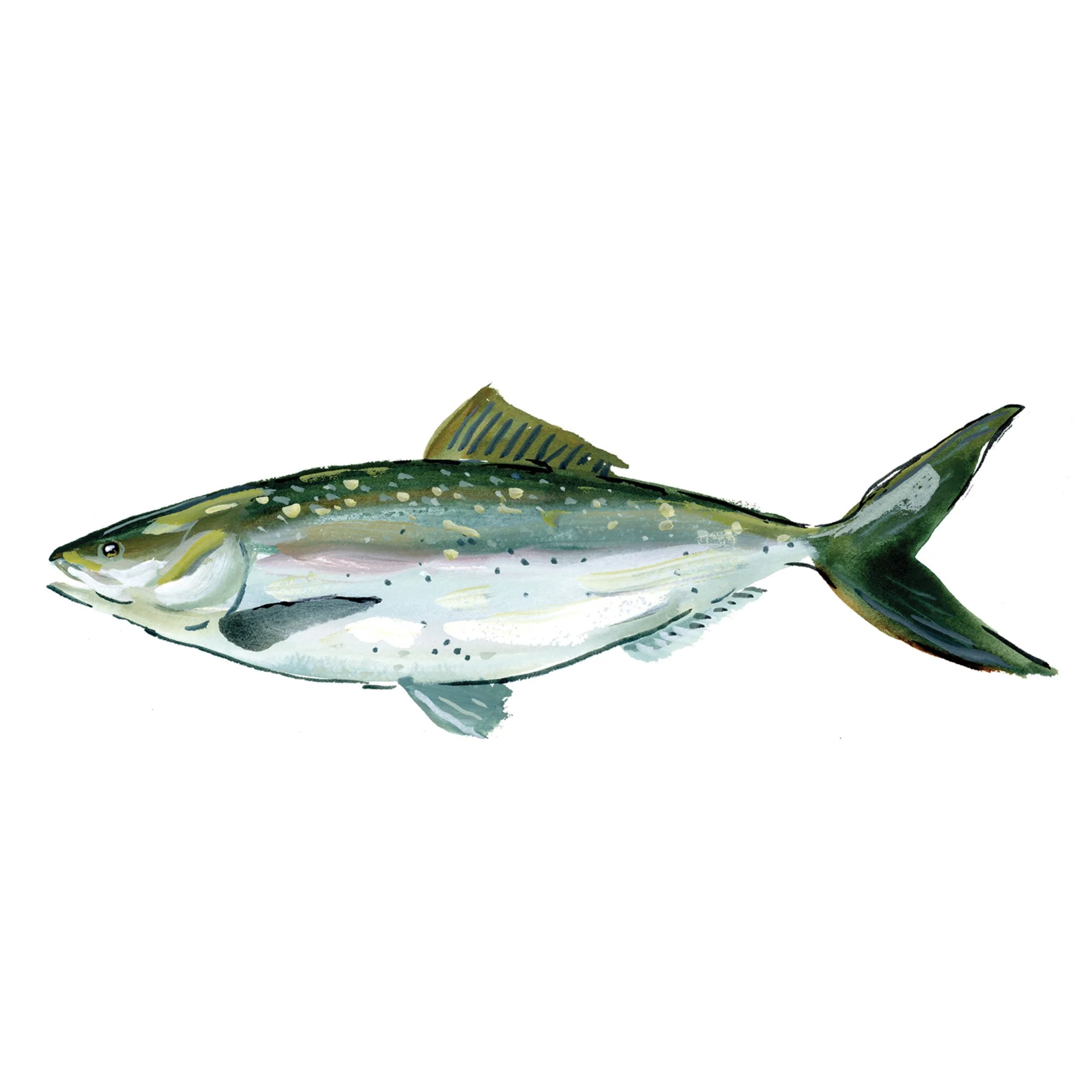 shad.jpg
