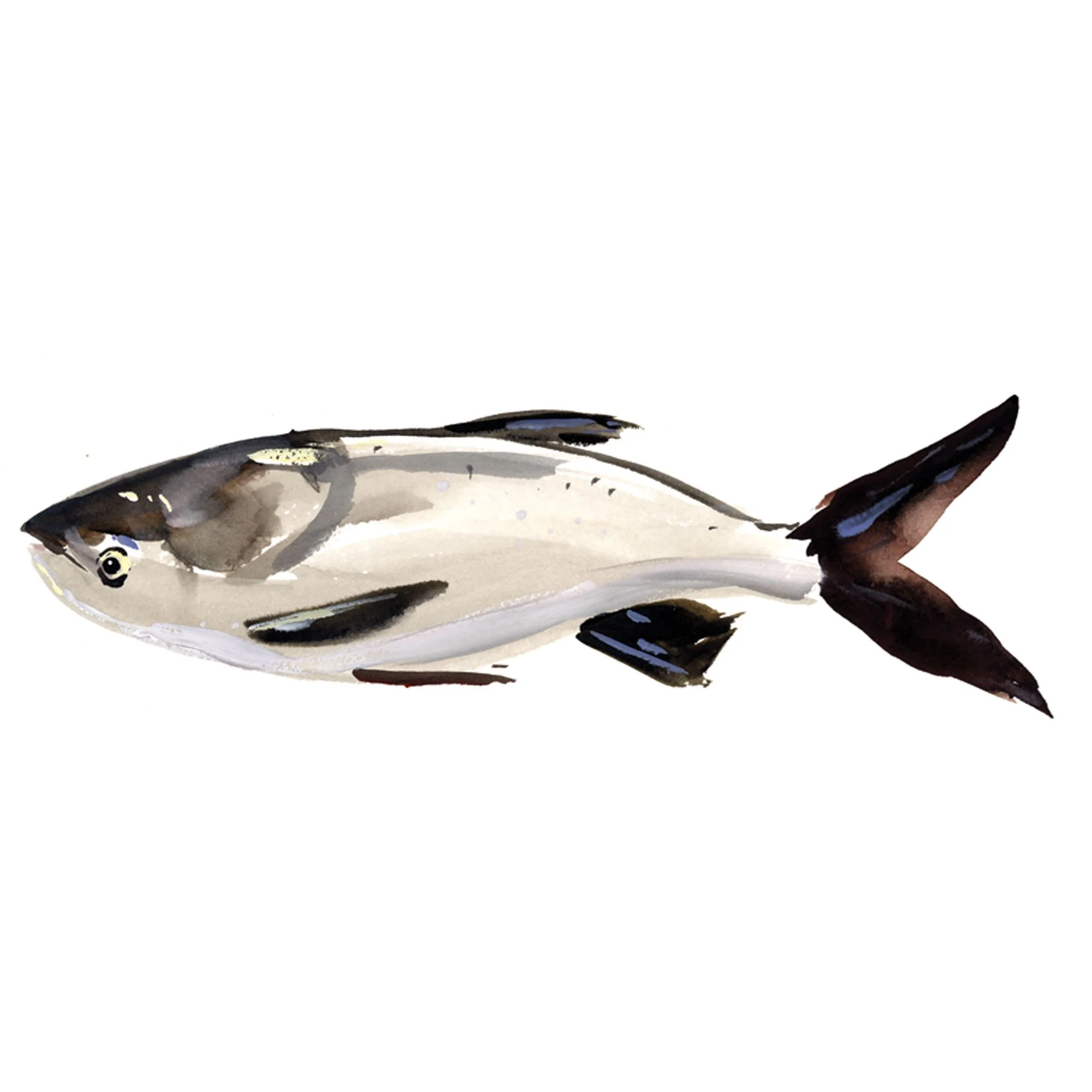 silver-carp.jpg