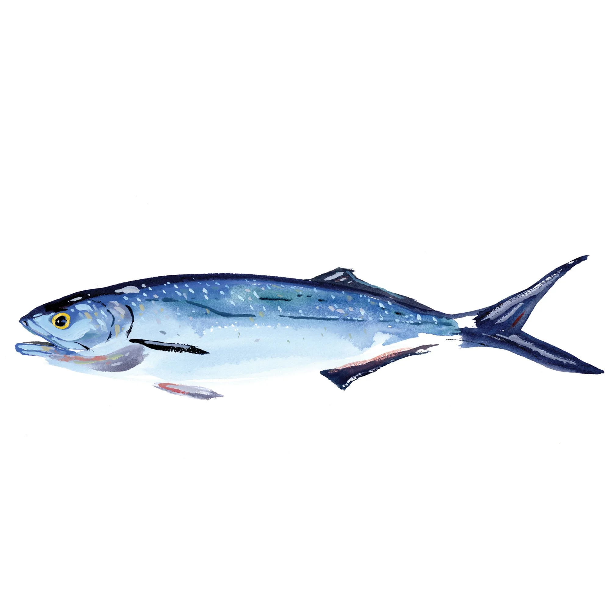 bluefish.jpg