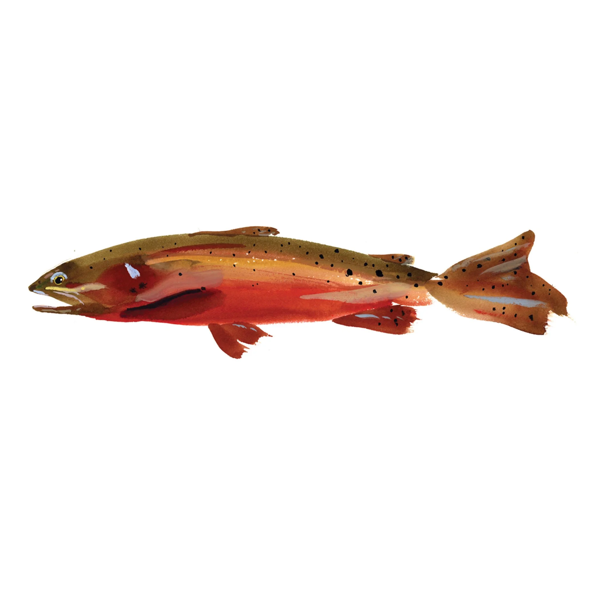 colorado-river-cuttie.jpg