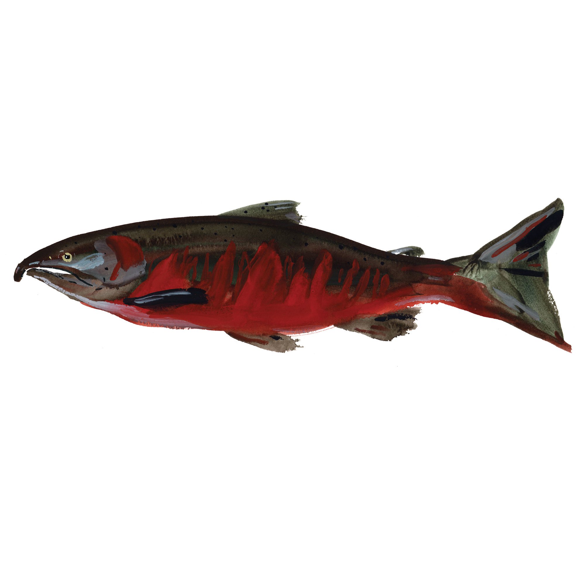 masu-salmon.jpg