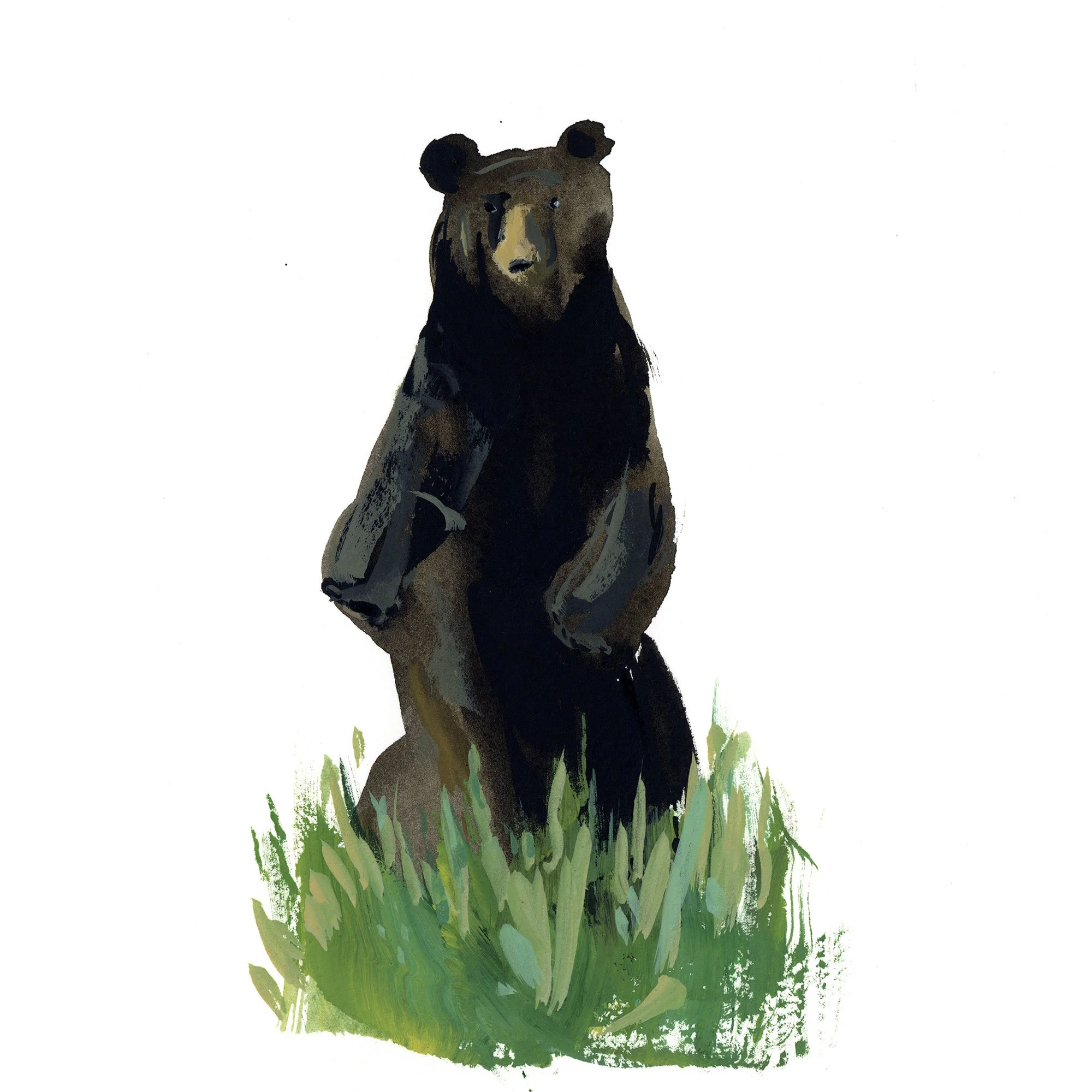 bear.jpg