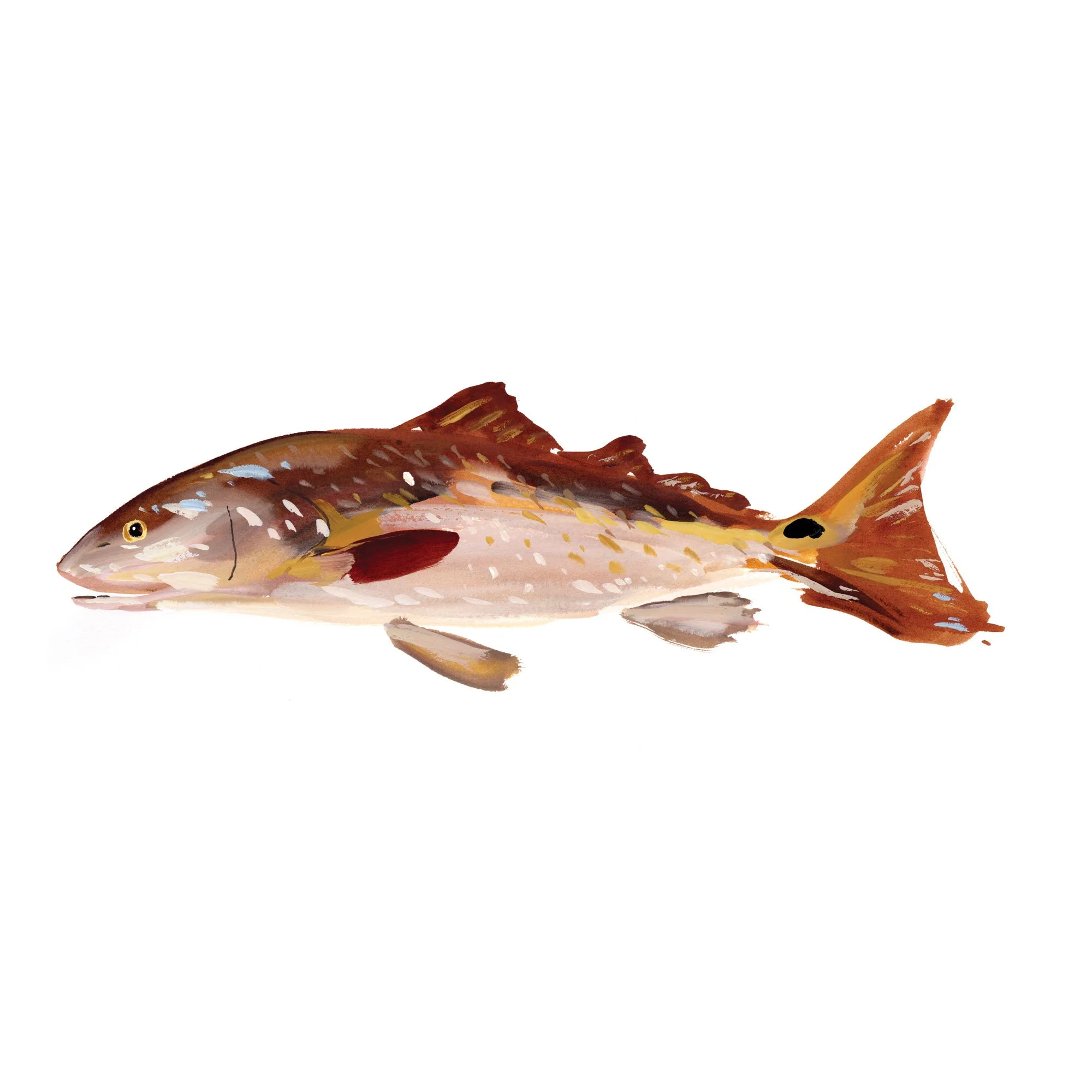 redfish.jpg