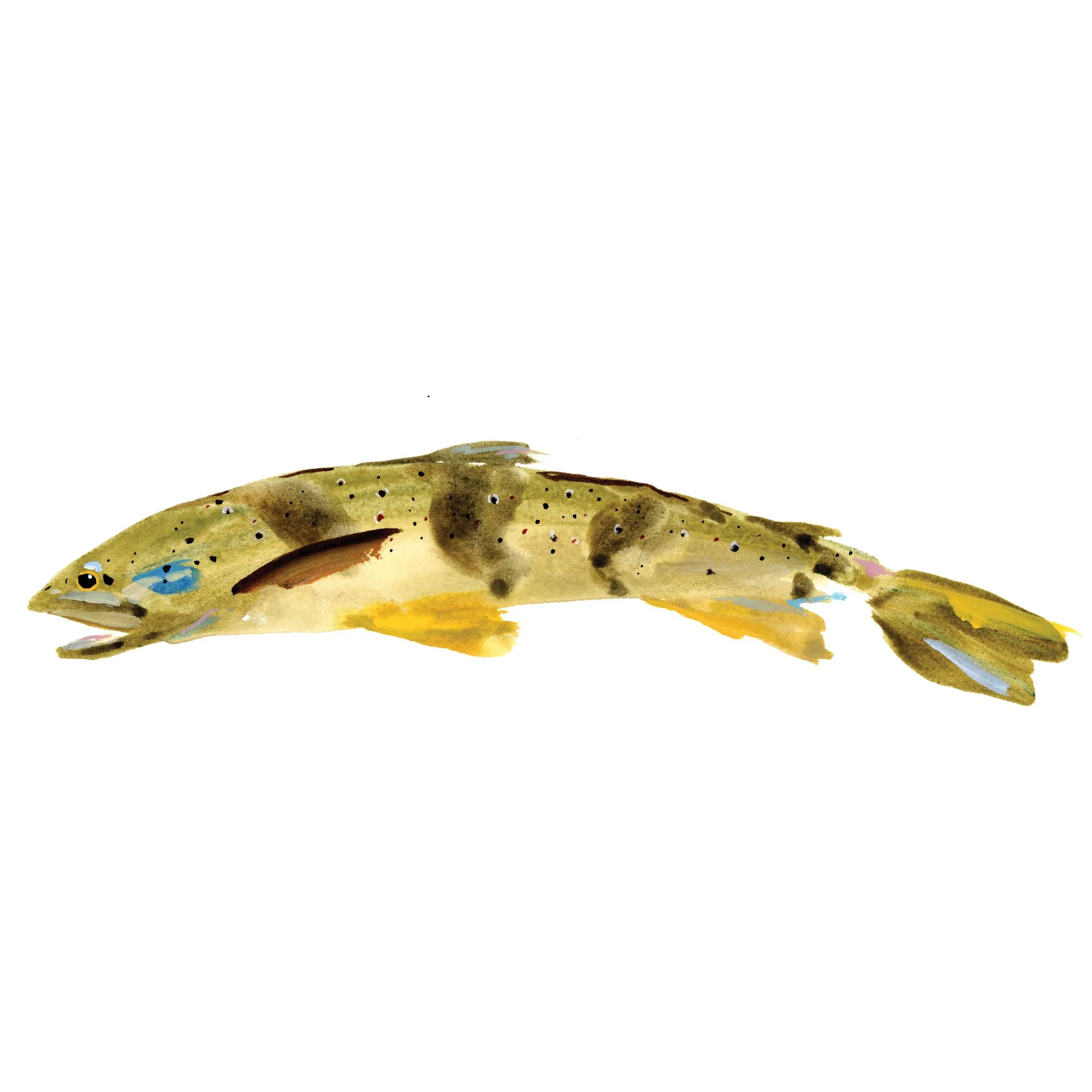 med-trout.jpg