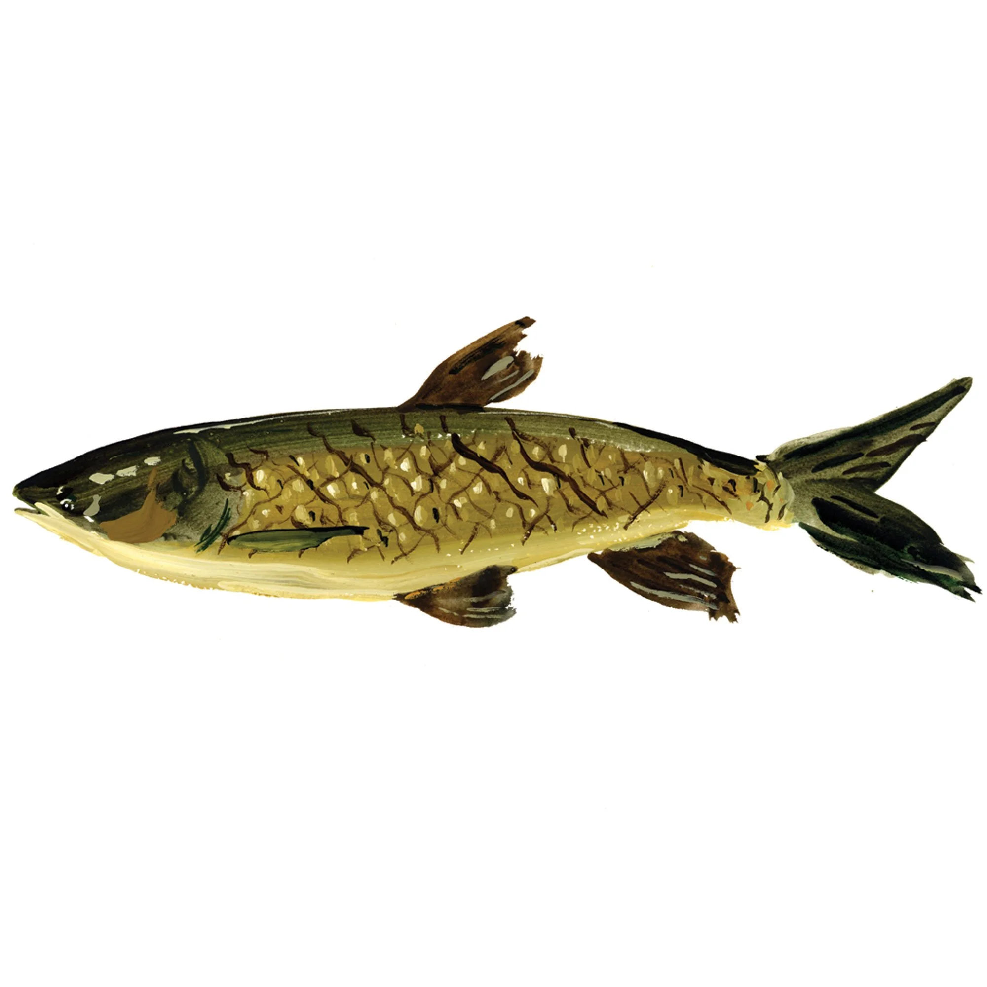 grass-carp.jpg