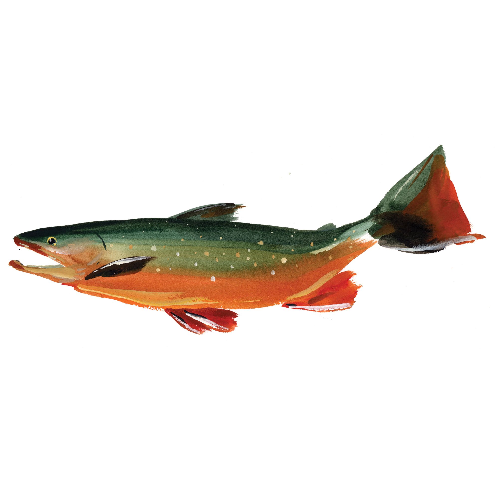 arctic-char.jpg