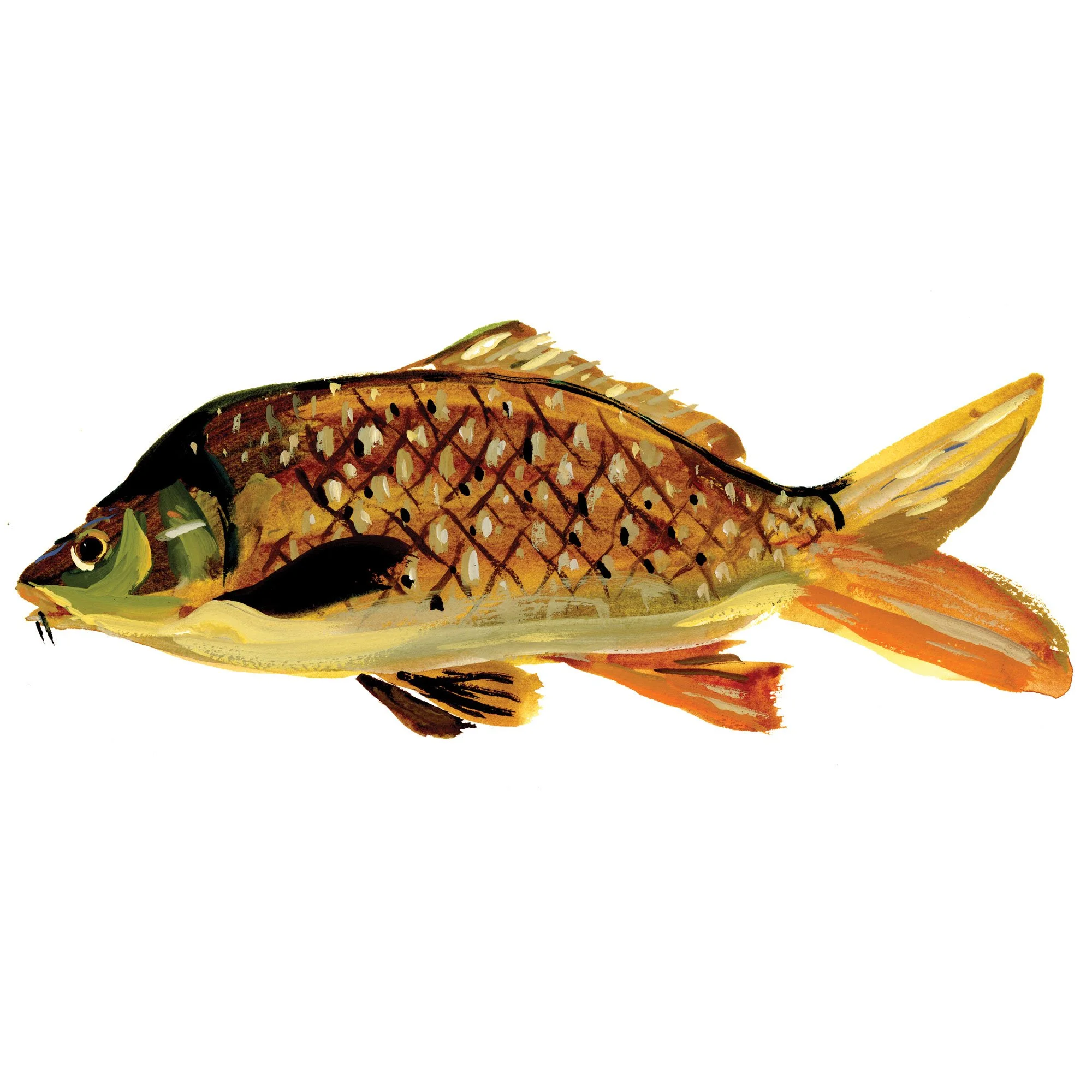 common-carp.jpg