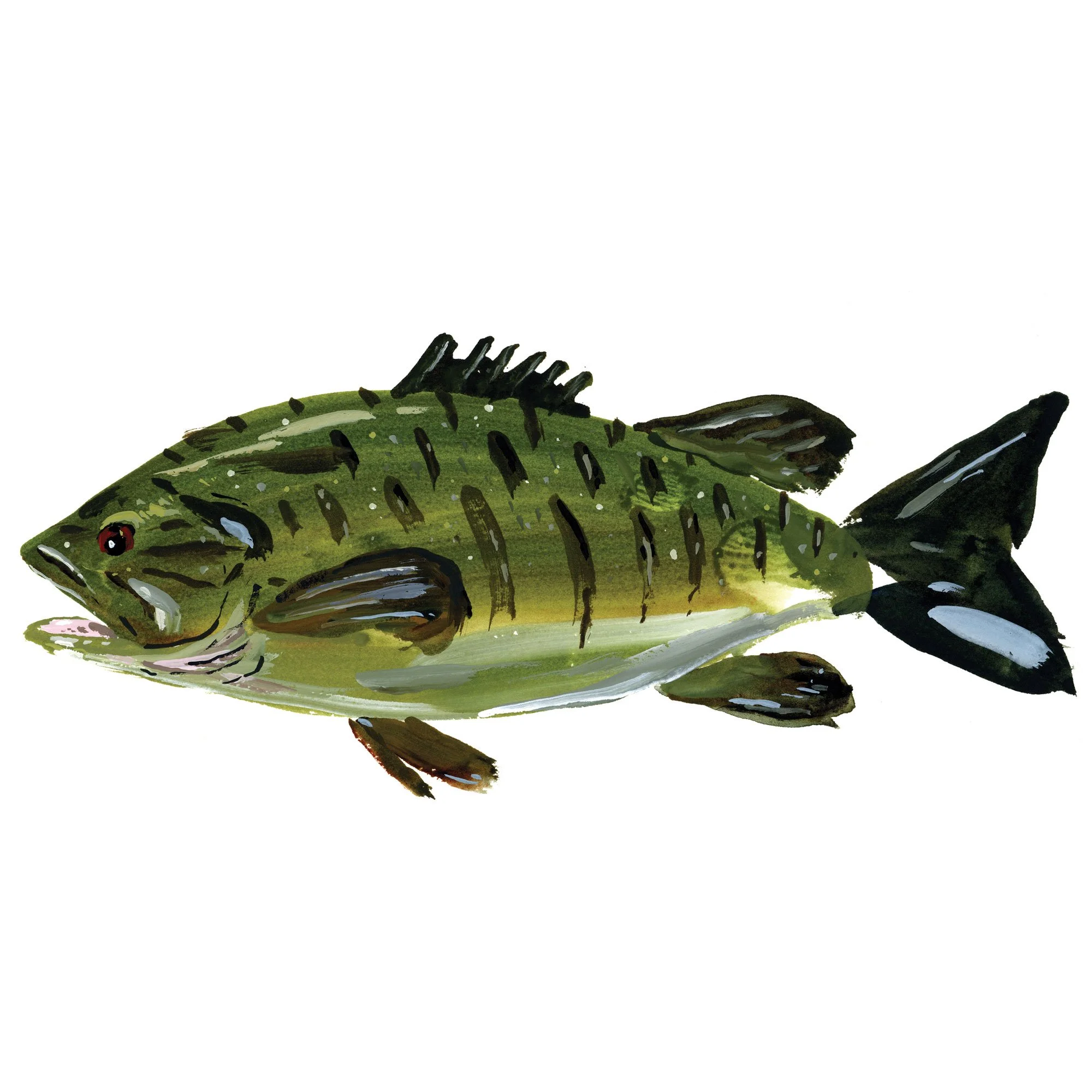smallmouth-bass.jpg