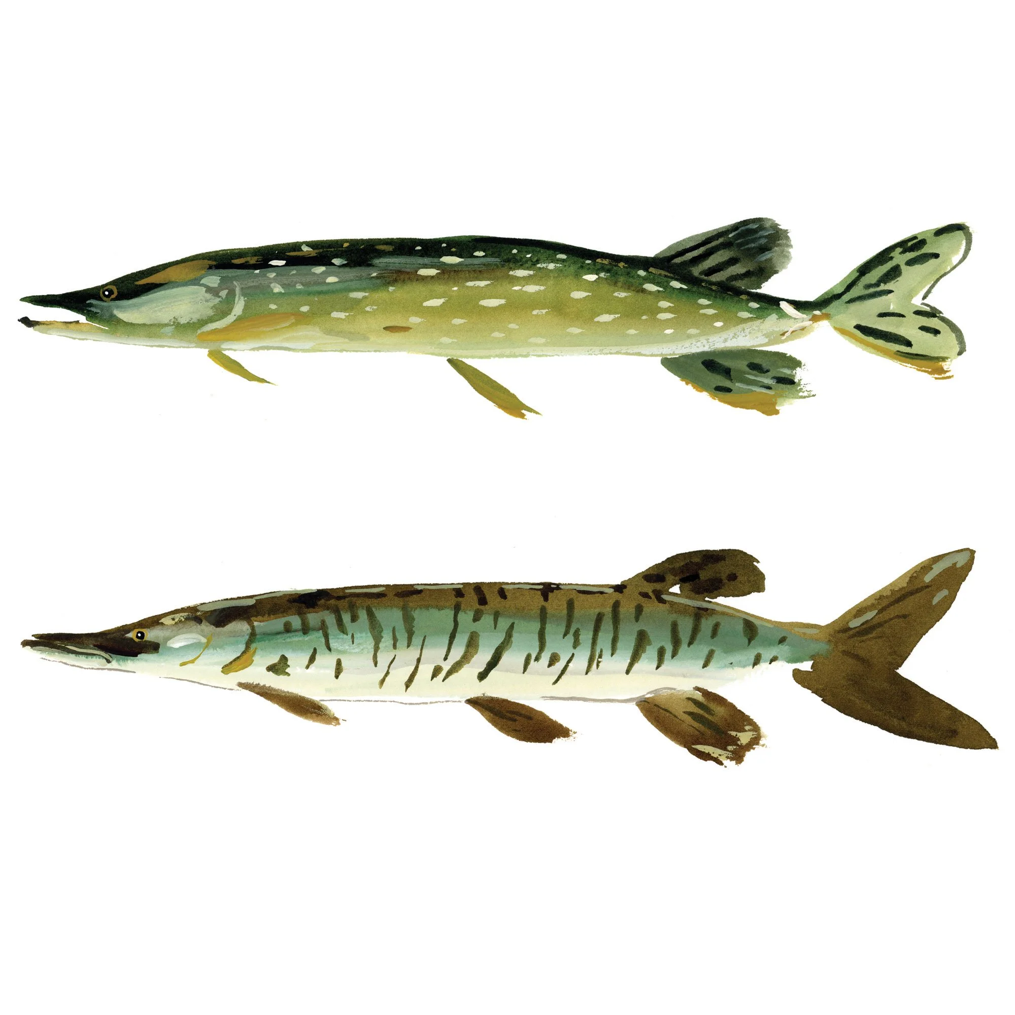 pike-and-muskie.jpg