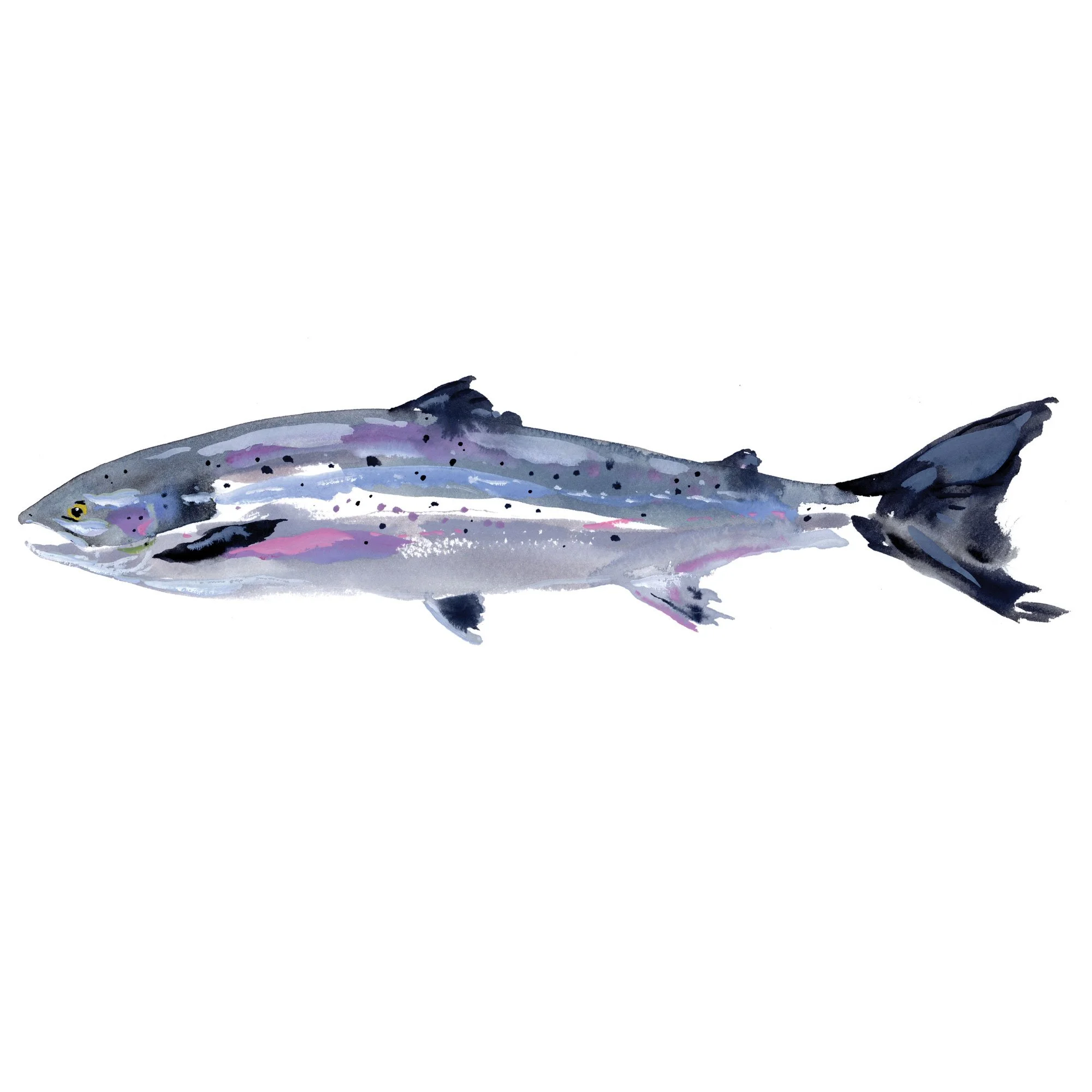 atlantic-salmon.jpg