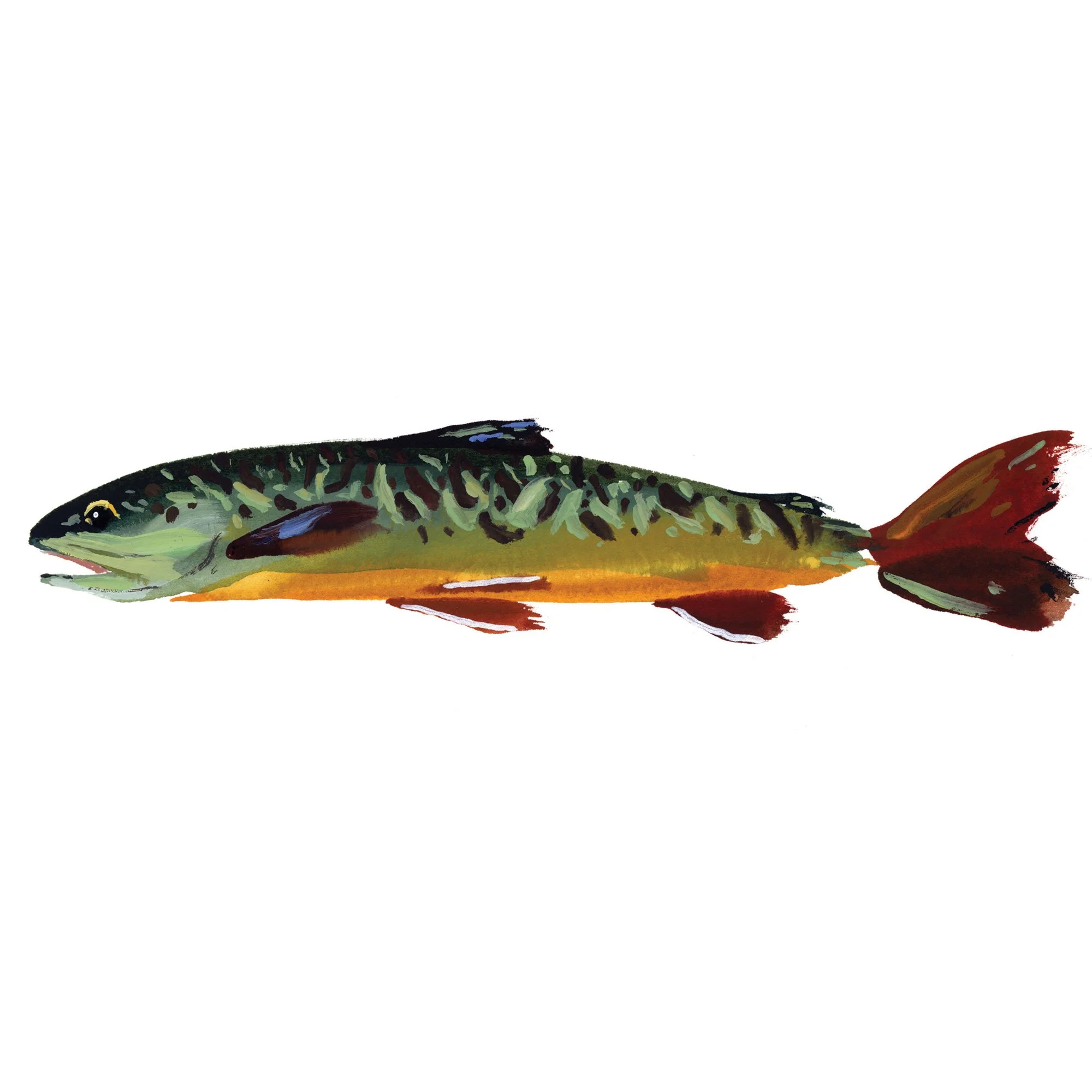 tiger-trout.jpg