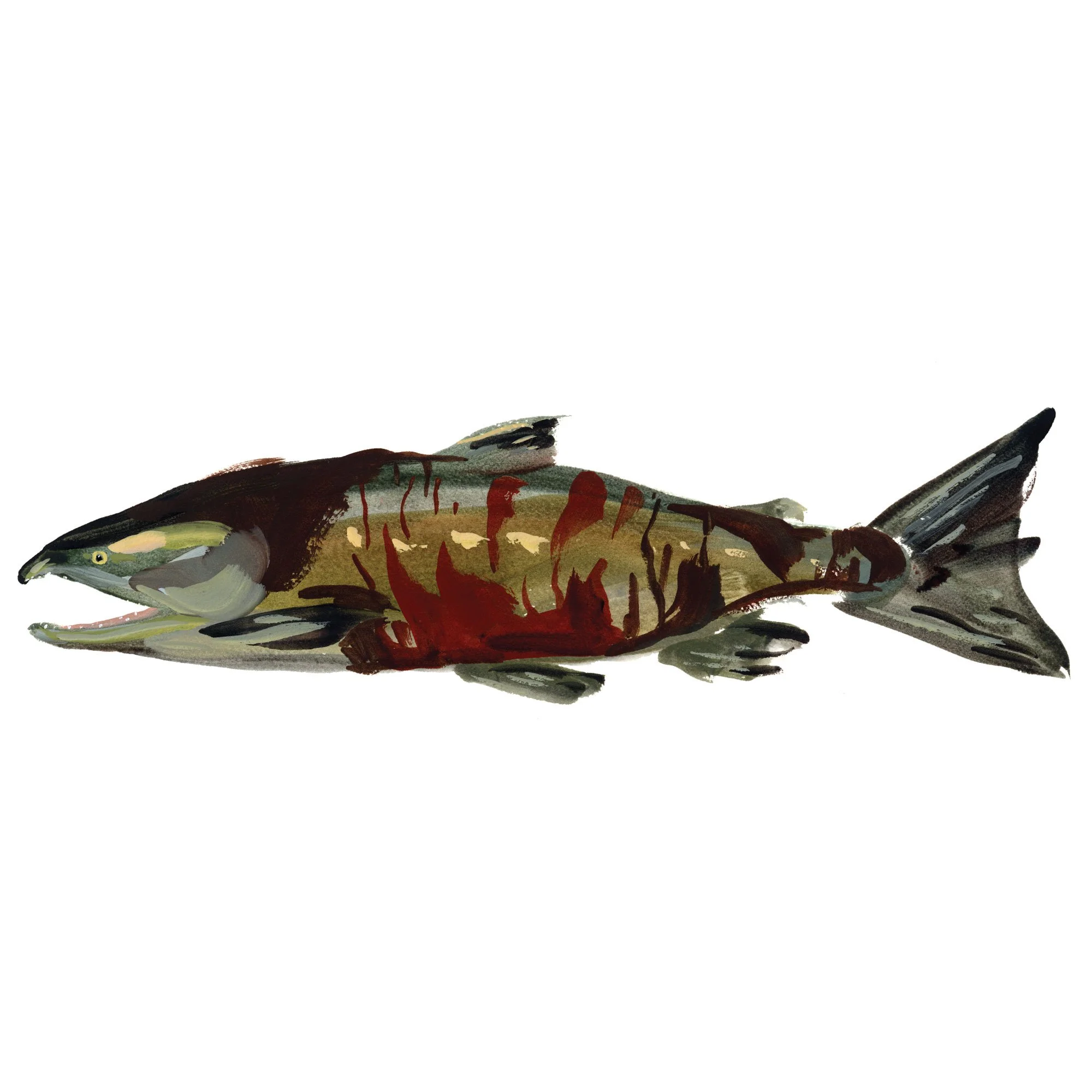 chum-salmon.jpg