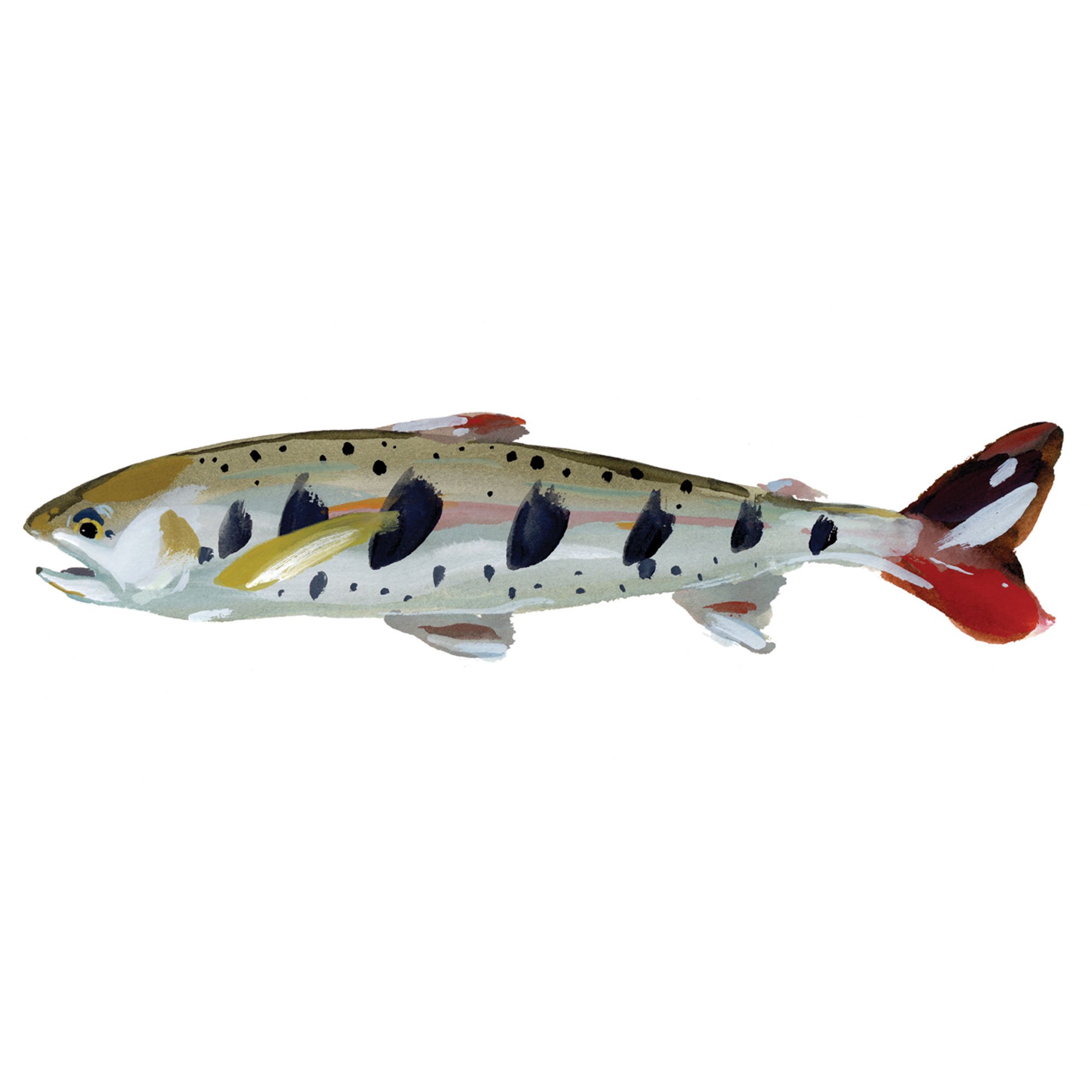 yamamae-salmon.jpg