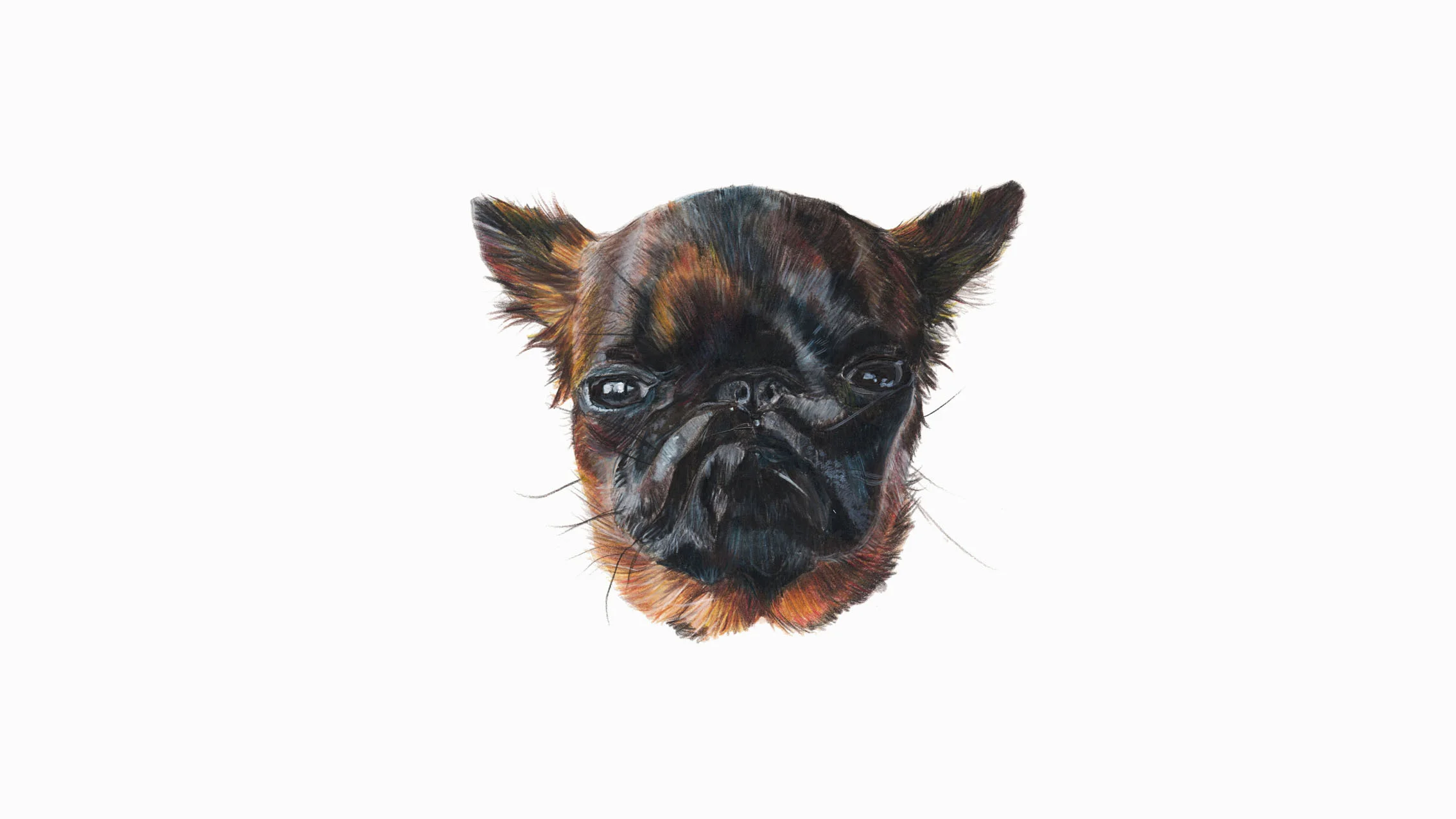 Gizmo, the Brussles Griffon
