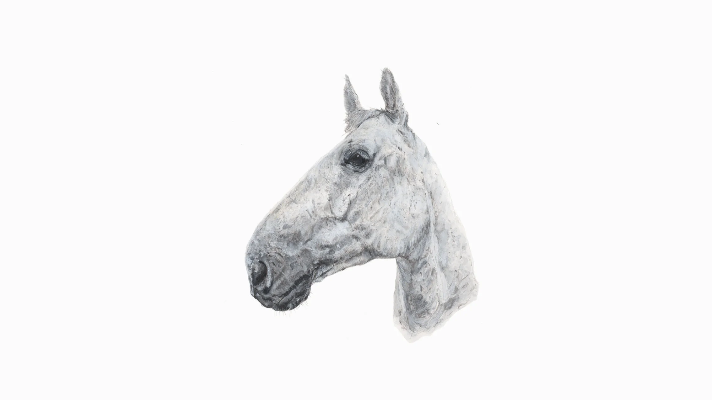 Coen, the Horse