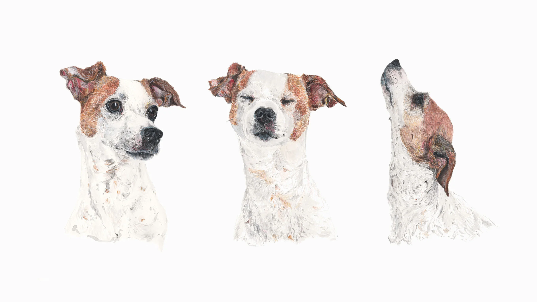 Clive, the Jack Russell