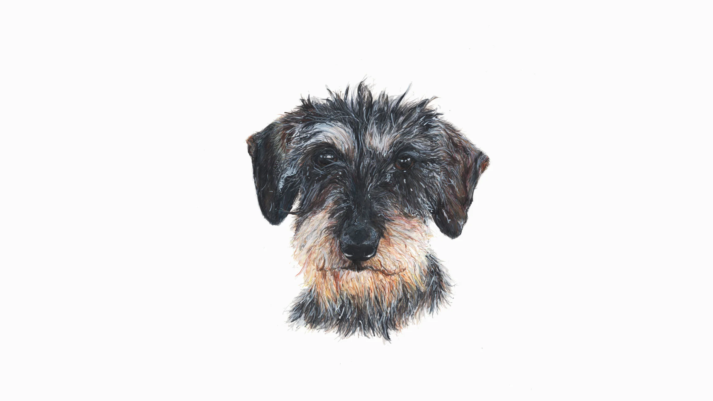Betty, the Wire Haired Dachshund