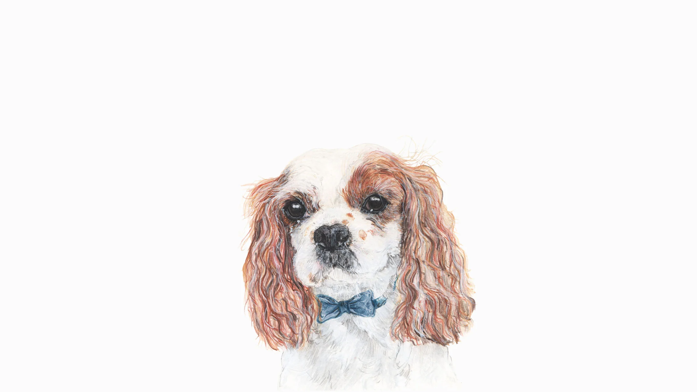 George, the King Charles Spaniel