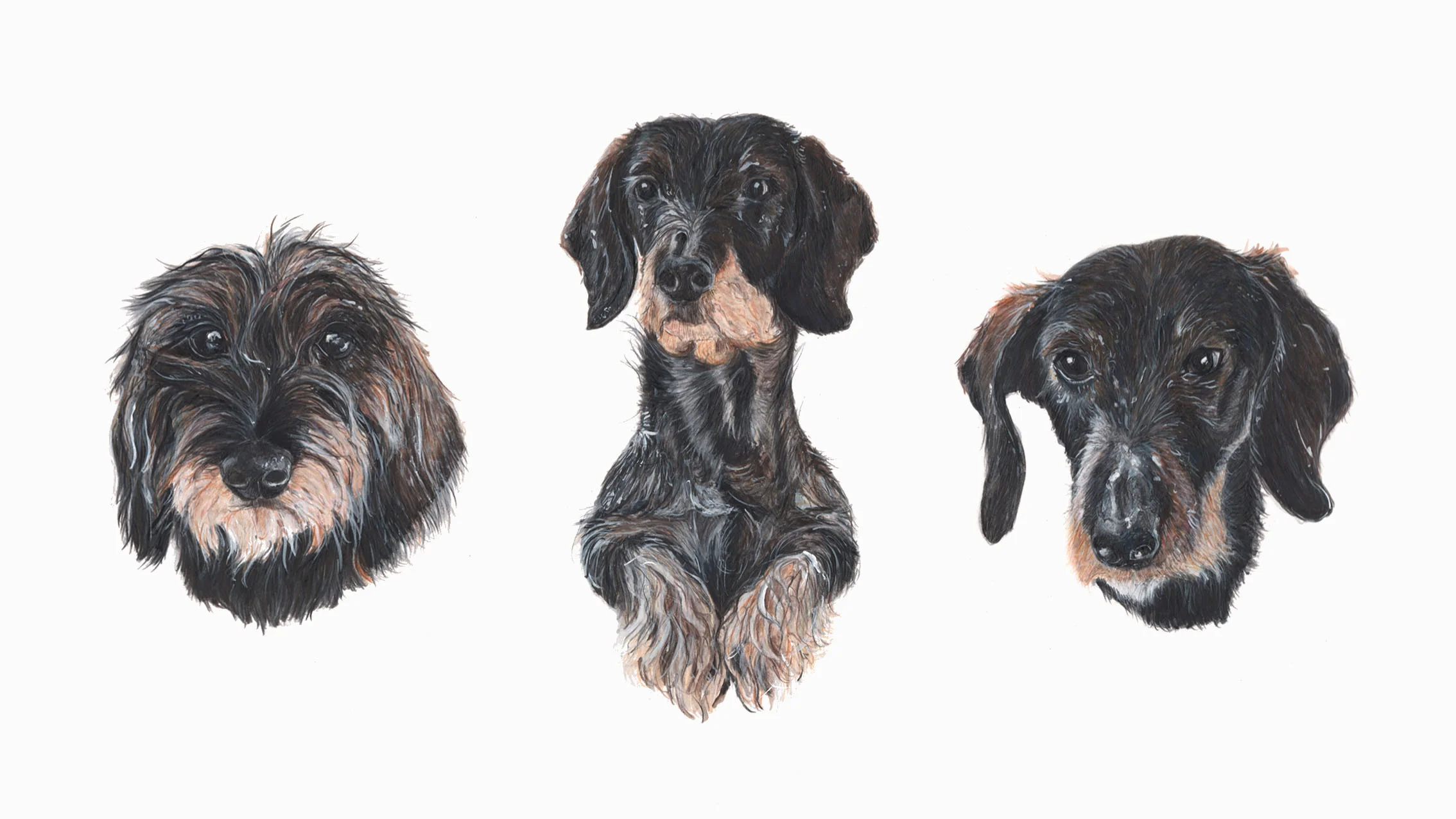 Ethel, Wispa and Goosey, Wire Haired Dachshunds