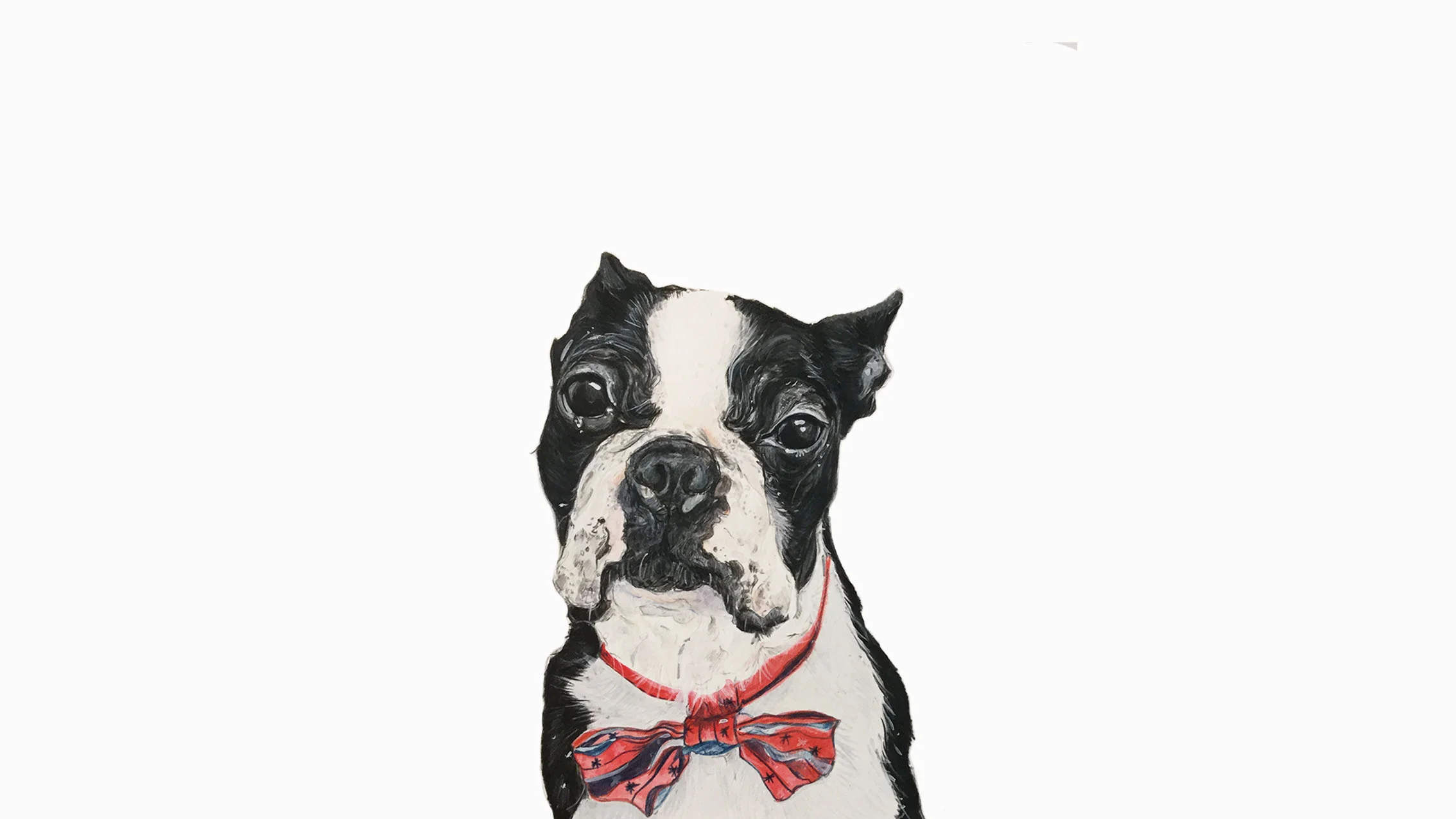Arni the Boston Terrier