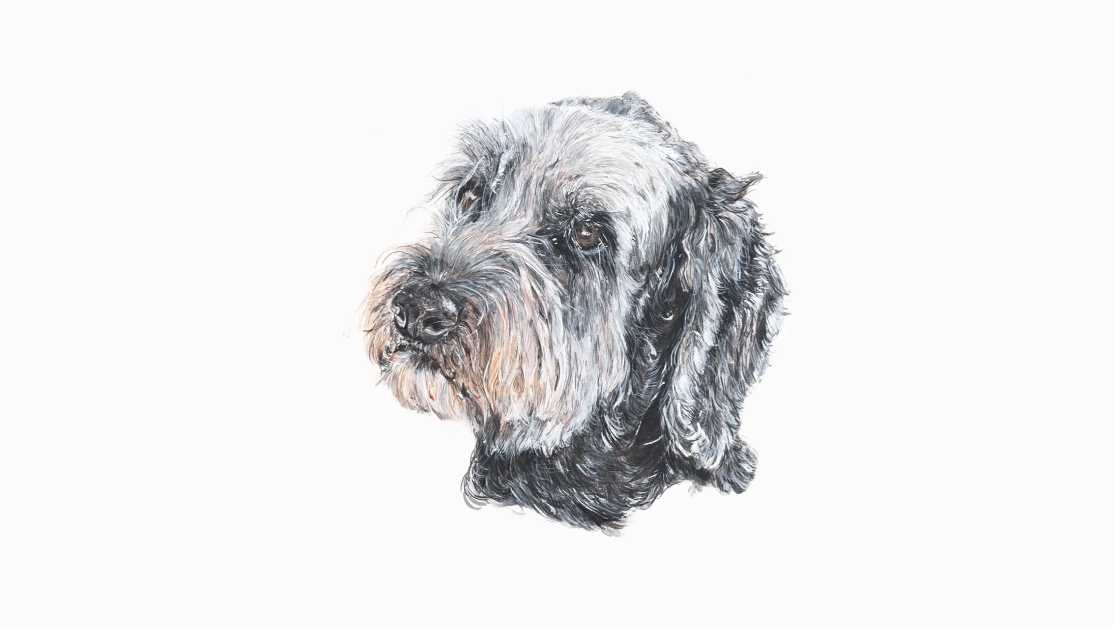 Flash, the Labradoodle
