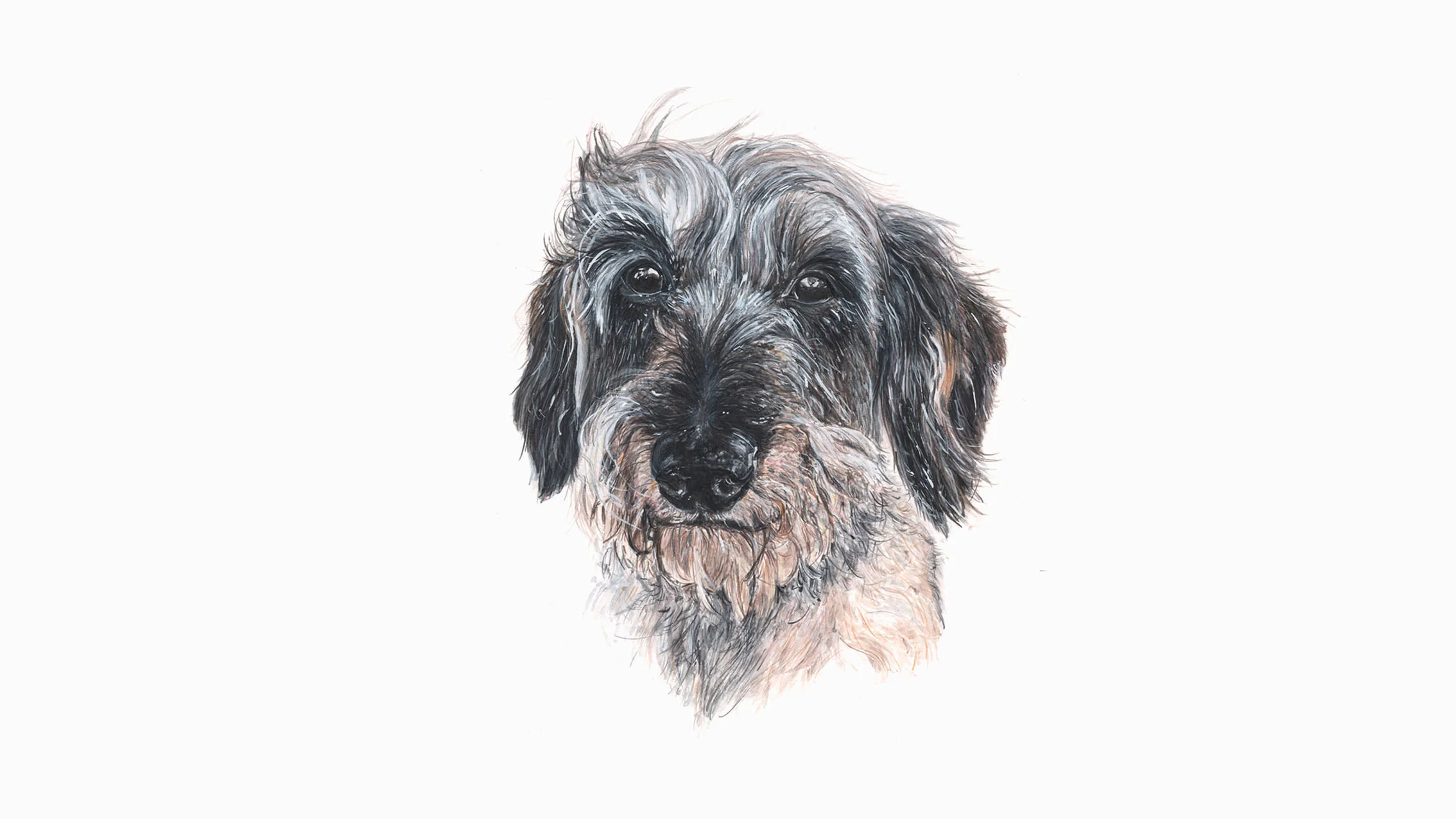Hendrix, the Wire Haired Miniature Dachshund