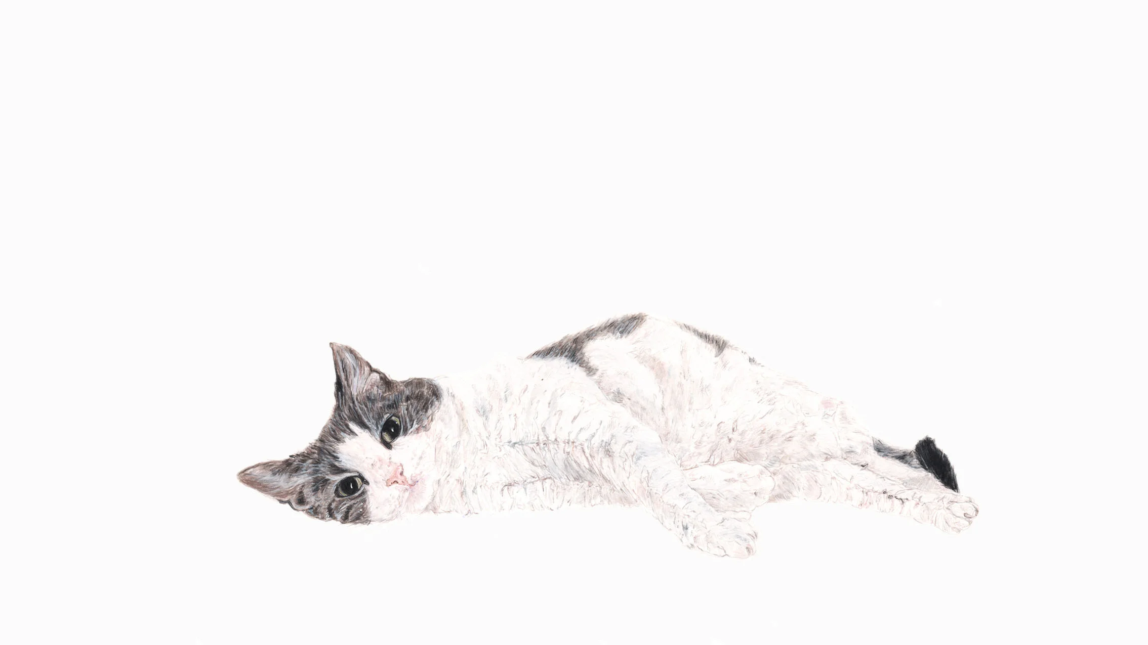 Lou Lou, the Cat