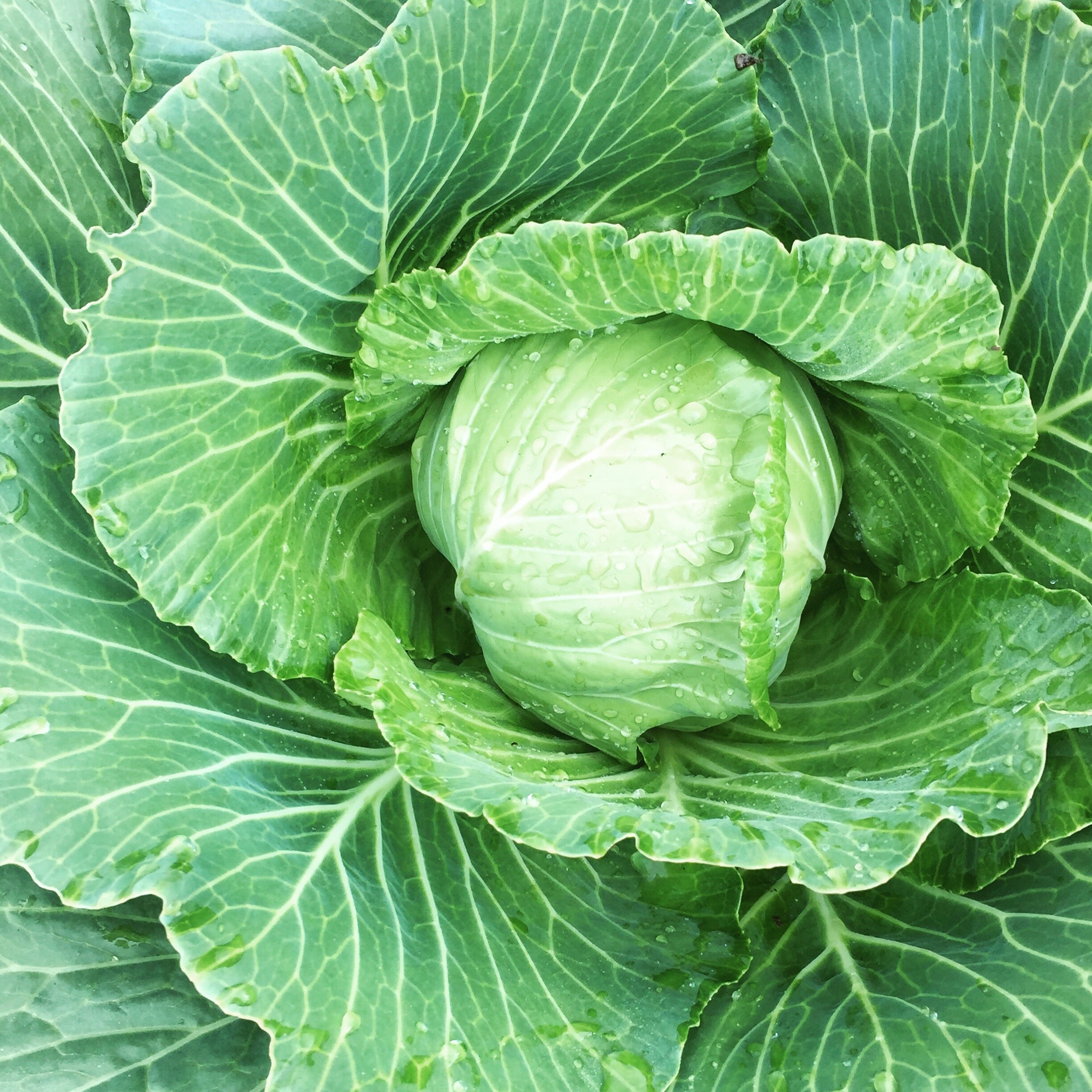 cabbage.JPG