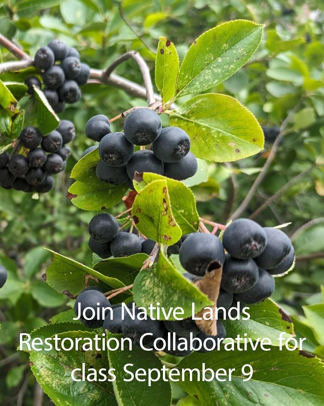 @nativelandsks is hosting class at the co-op next Tuesday, September 9 on Aronia Berries! These native plants are high in antioxidants, vitamins and minerals and have long been used for their anti-inflammatory, immunity-boosting properties.
Class i