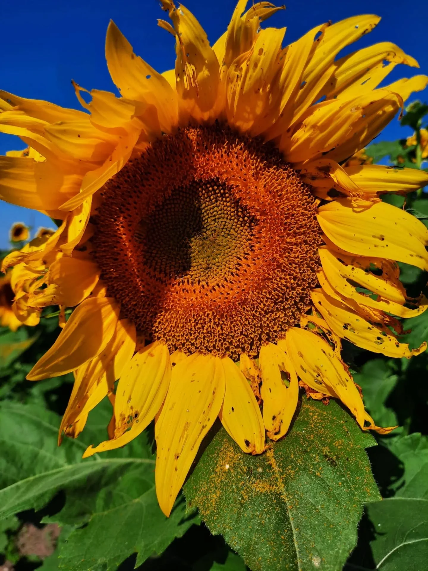Another great year with the @kawvalleyfarm tour! Co-op staff collectively visited more than 20 of the farms and heritage sites on this year's route. 

We're proud supporters of the tour, and thankful to work with many of the farmers who participate -