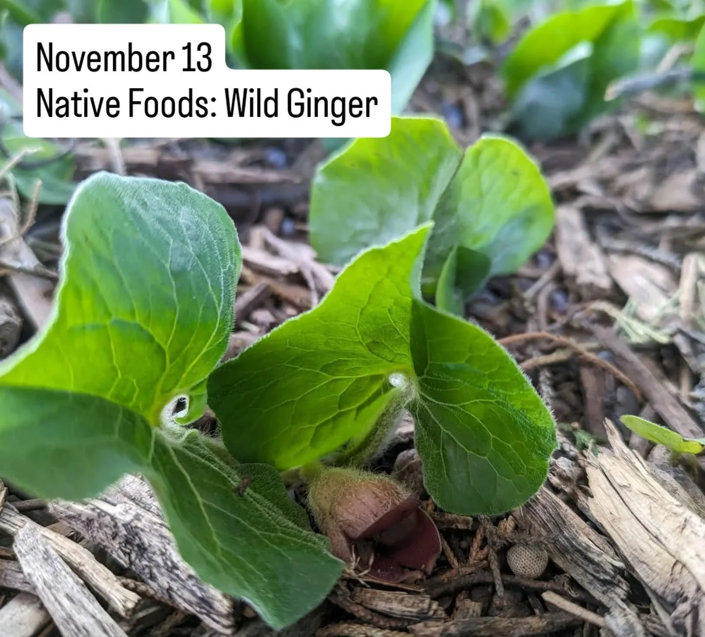 Explore Kansas native plants in this seasonal series with local ecologist and educator Courtney Masterson, founder of Native Lands Restoration Collaborative @nativelandsks . Each class is $10 and includes a guided lecture, samples, and recipes featur