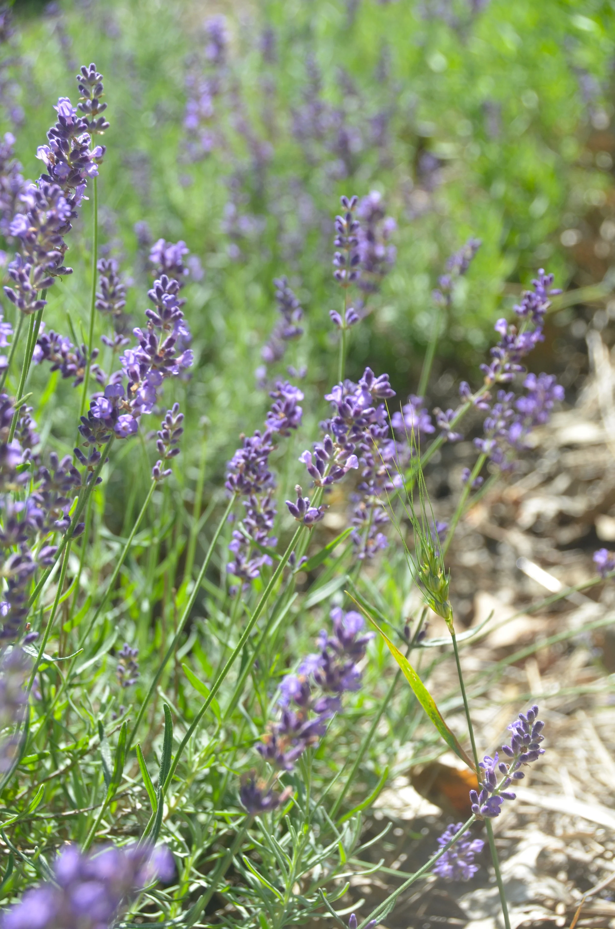 ND7_6123.JPG