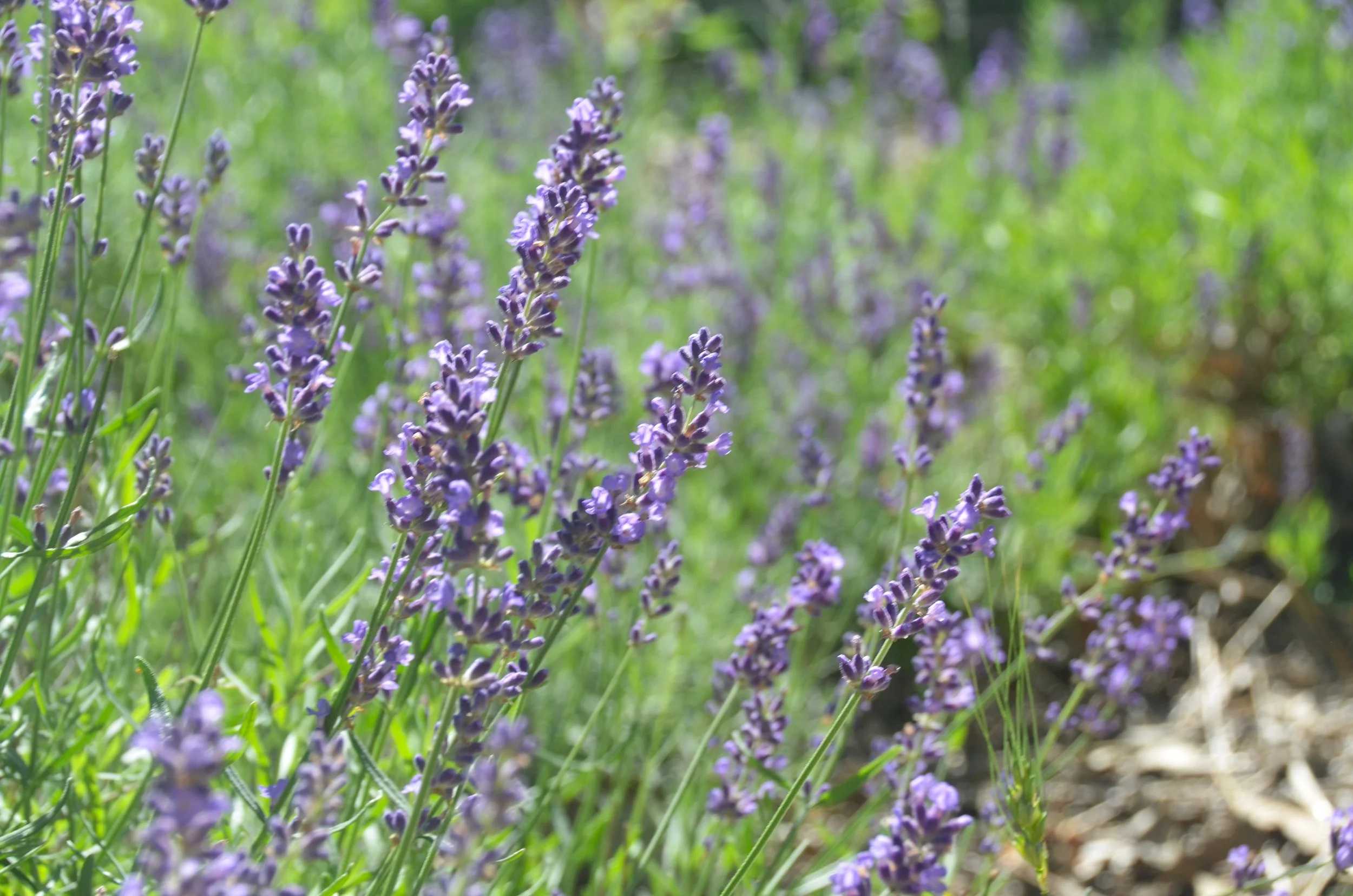Wild Ivy Herb Farm