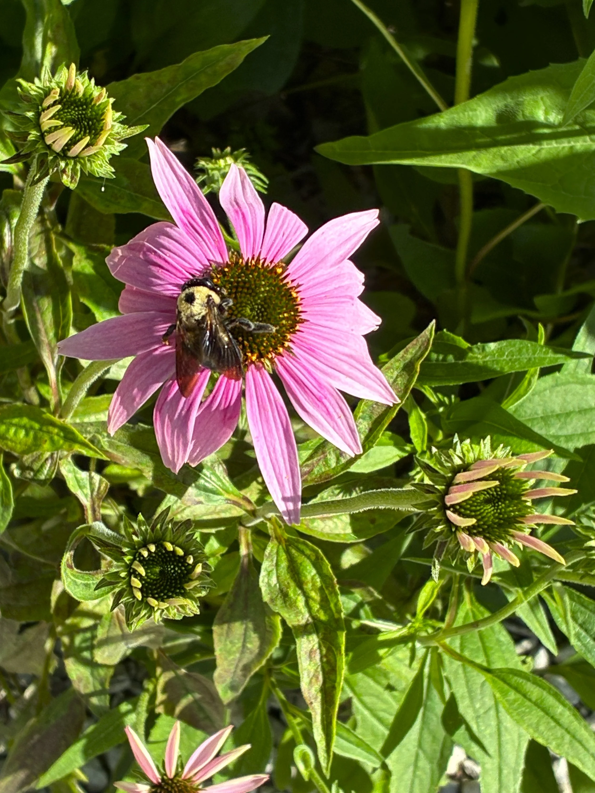 echinacea and bee.jpg