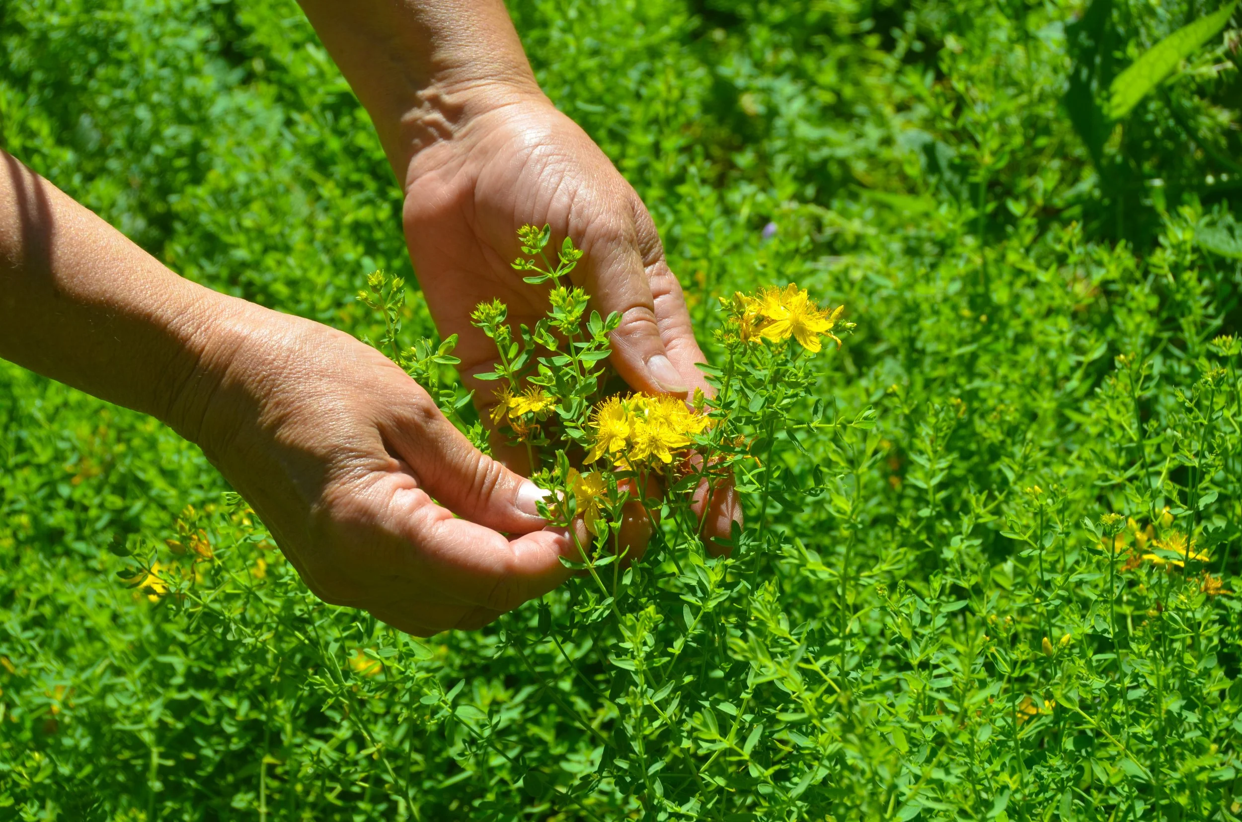   Meet Your Producer Series   Wild Ivy Herb Farm  
