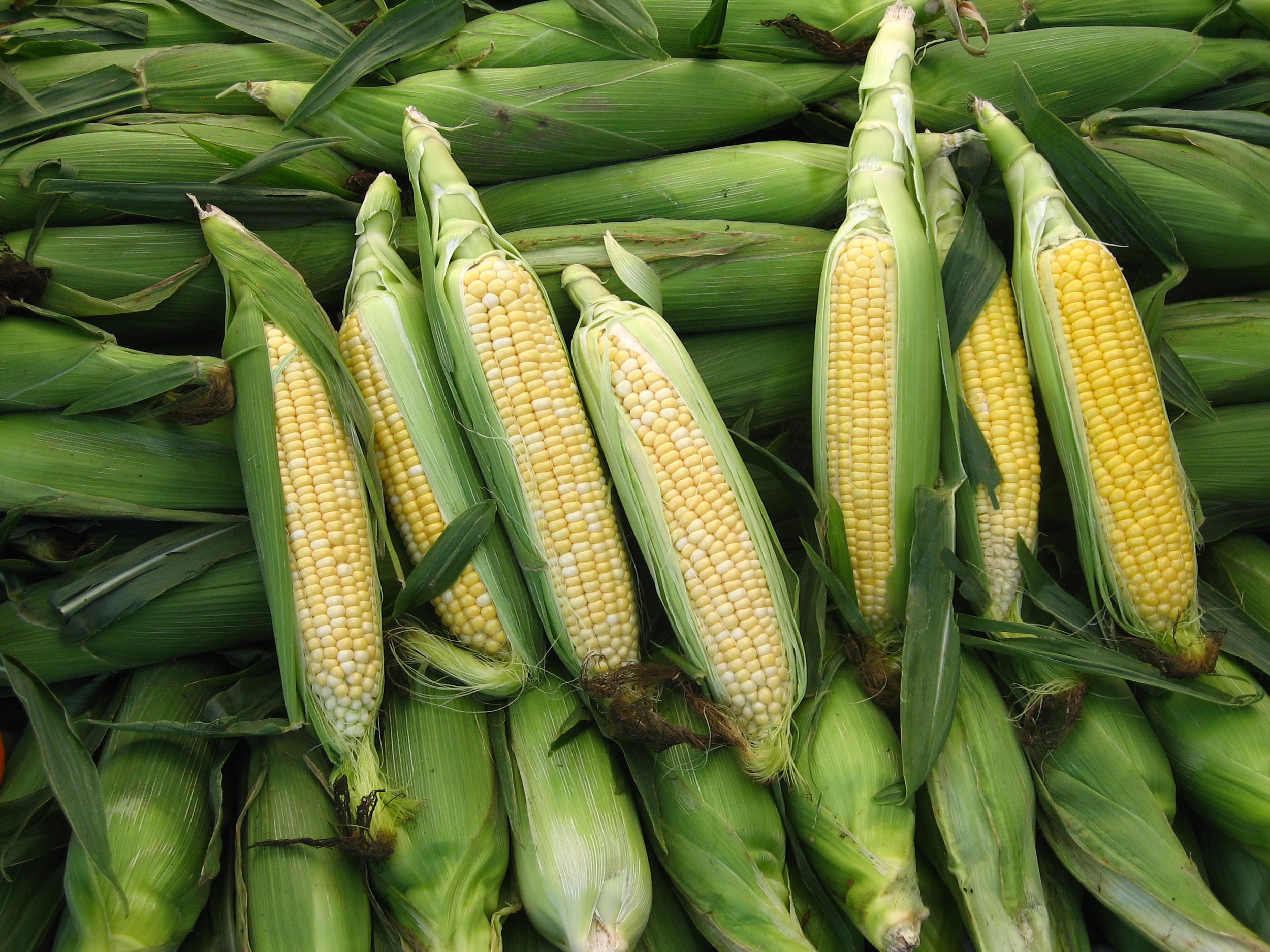 Sweet Corn