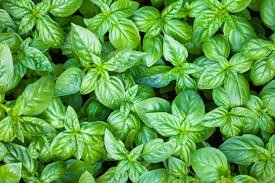 Basil