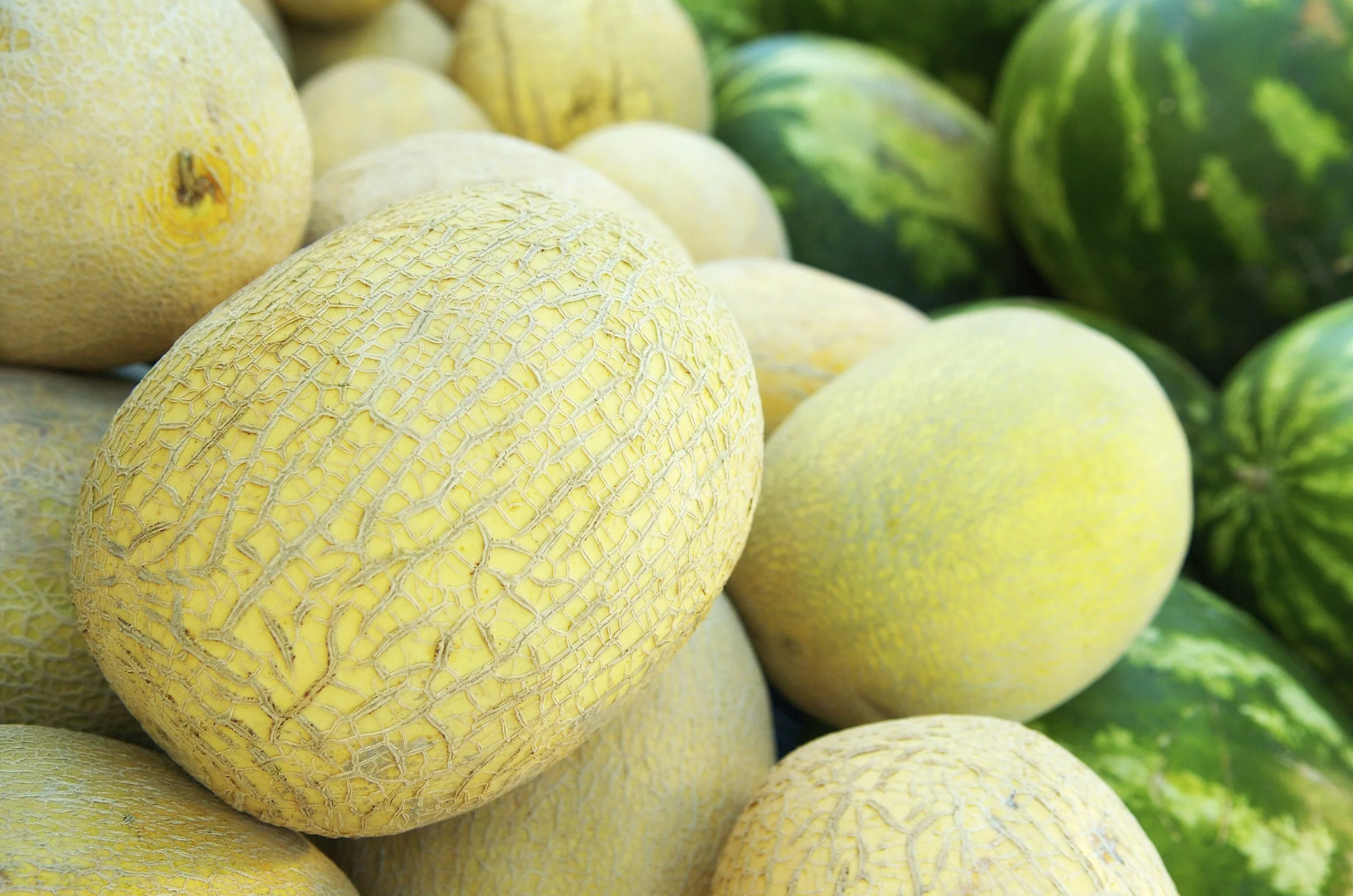 Cantaloupe