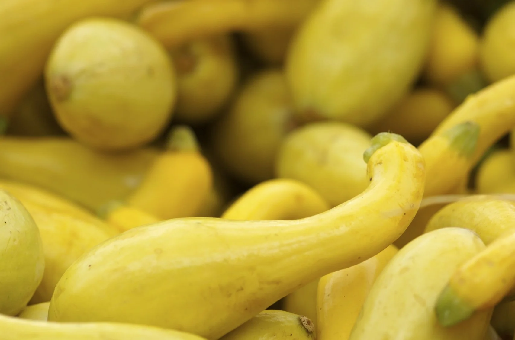 Summer Squash