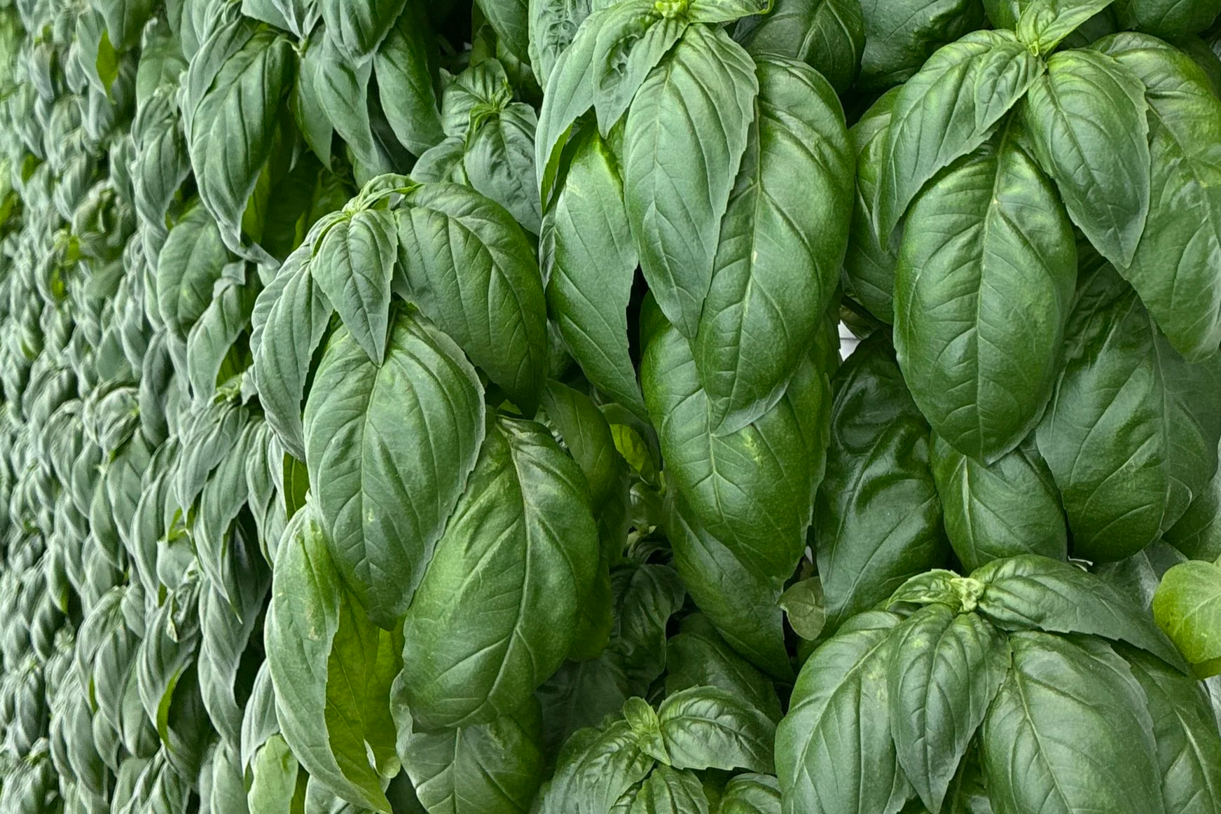 Beats Per Minute Farms