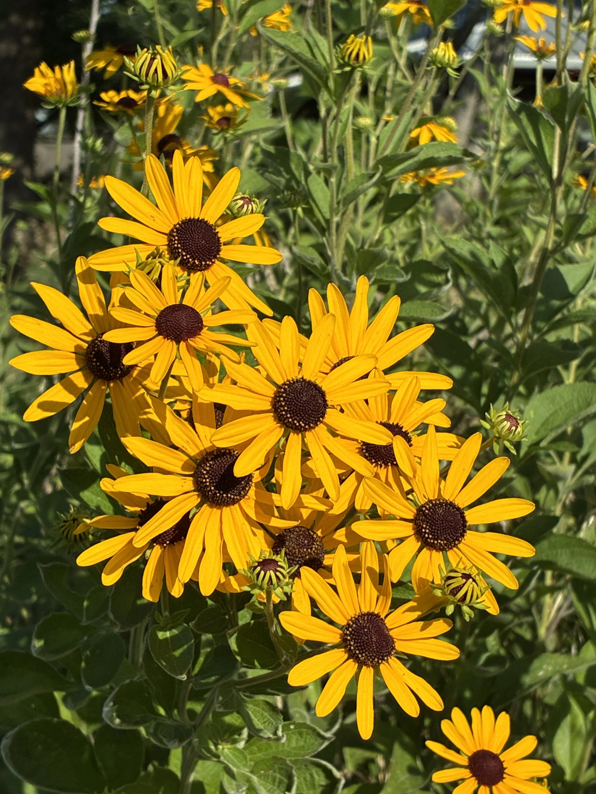 Maggie's Farm