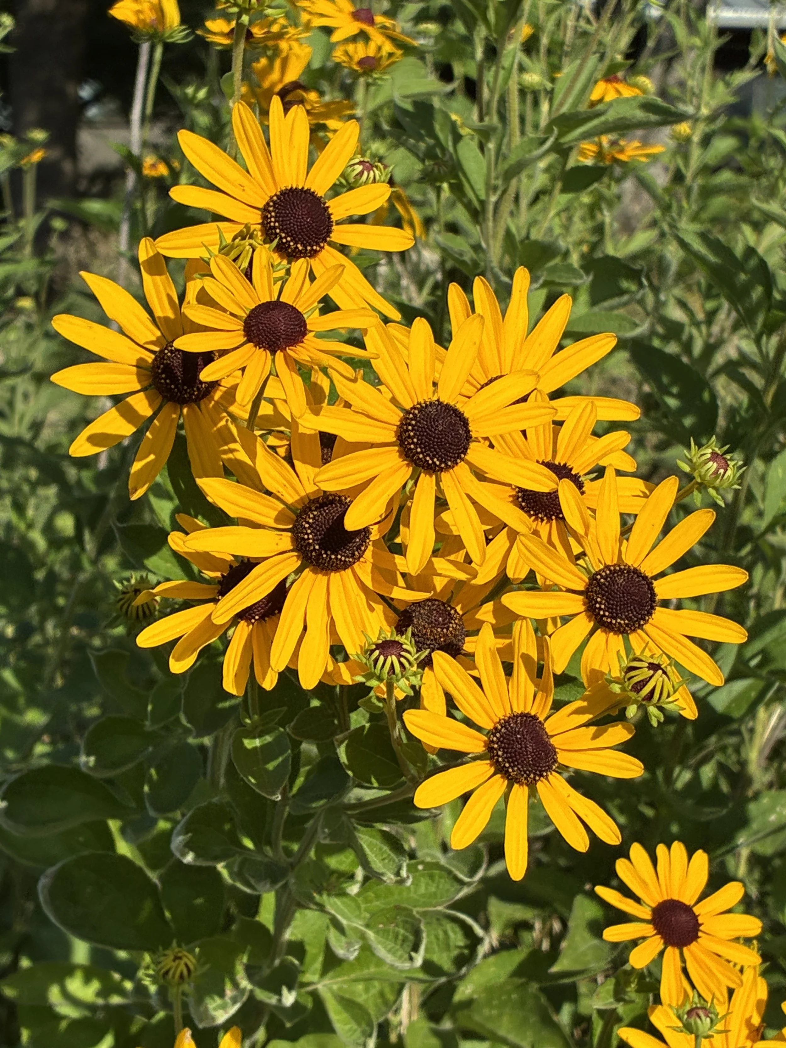    Meet Your Producer — Maggie’s Farm   