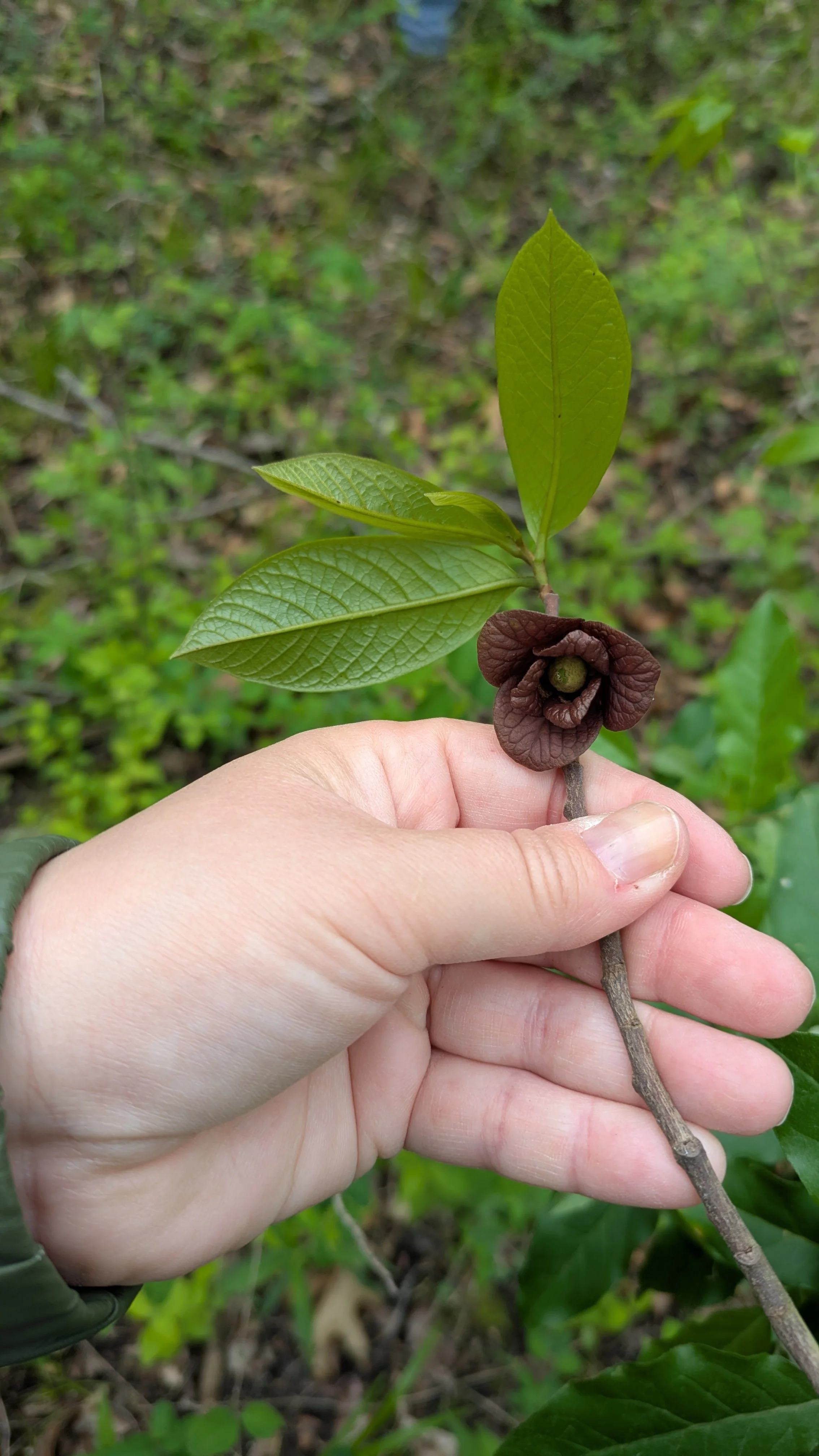 pawpaw 2 (native lands).jpg