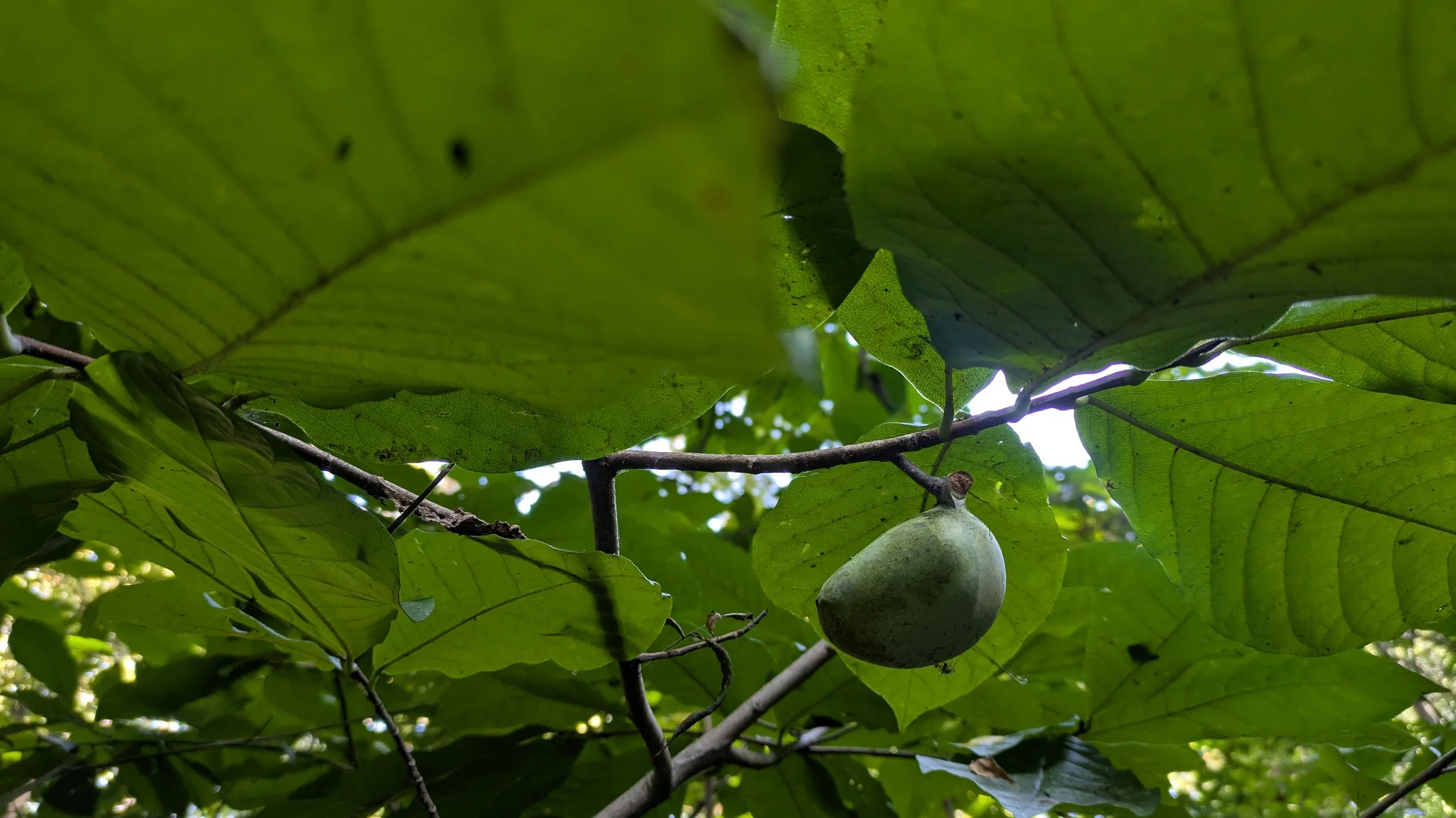 pawpaw (native lands photo).jpg
