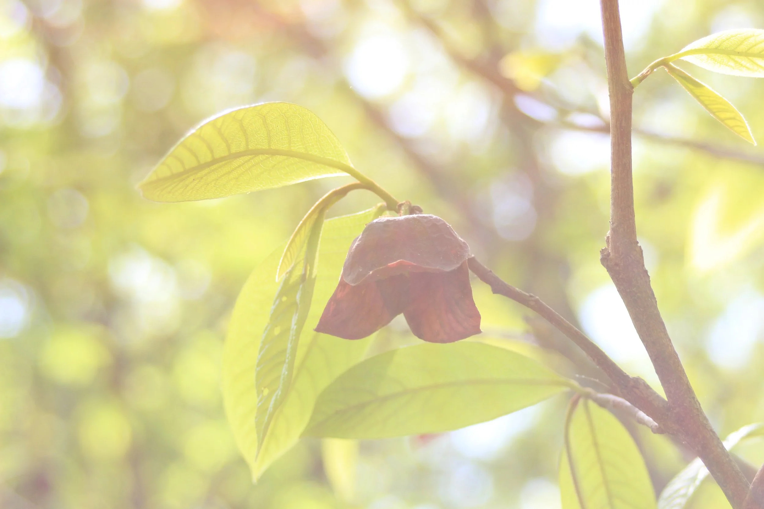 pawpaw 3 (native lands).JPG