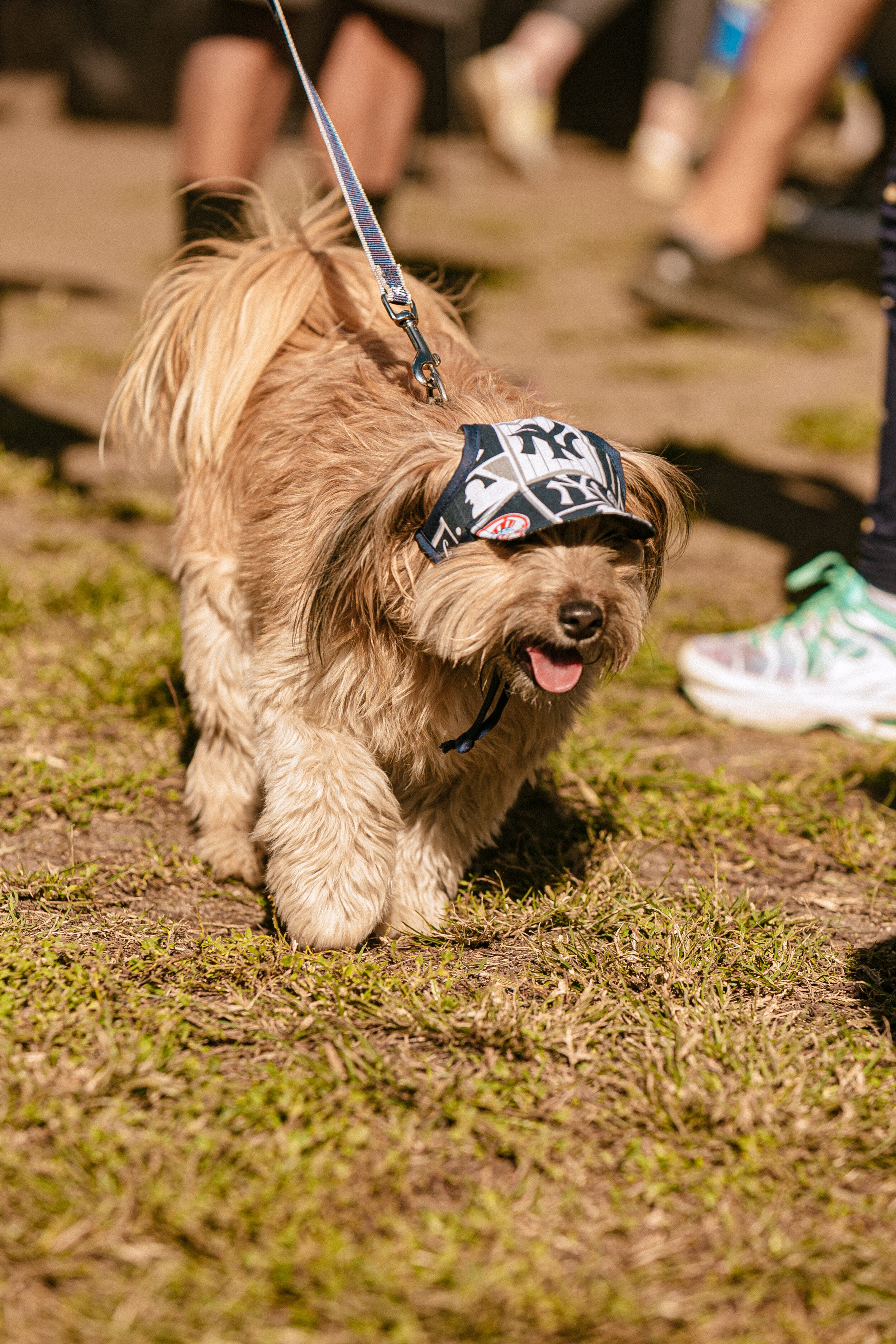 RaceForTheRescues_Telephoto_101219_300162.jpg