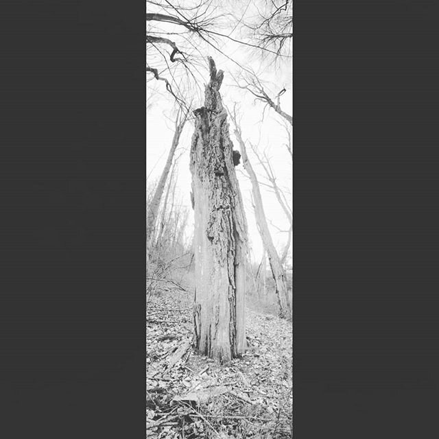 Dead Tree Portraits...