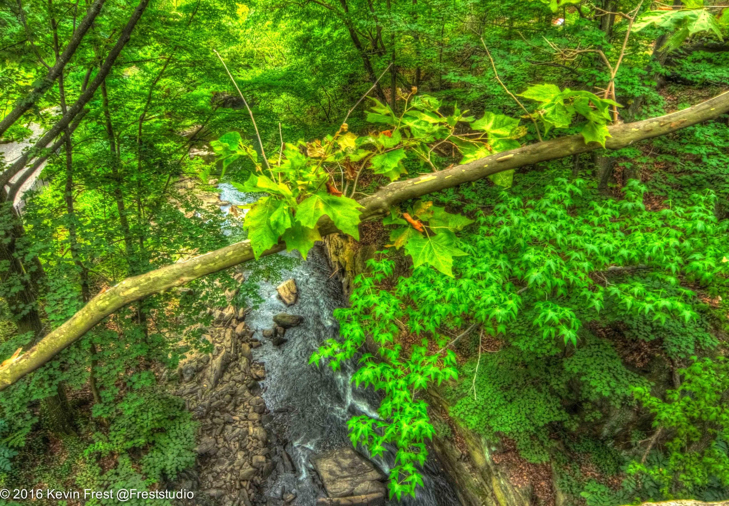 Virgin Forest in New York City! Thein Forest — Kevin J. Frest