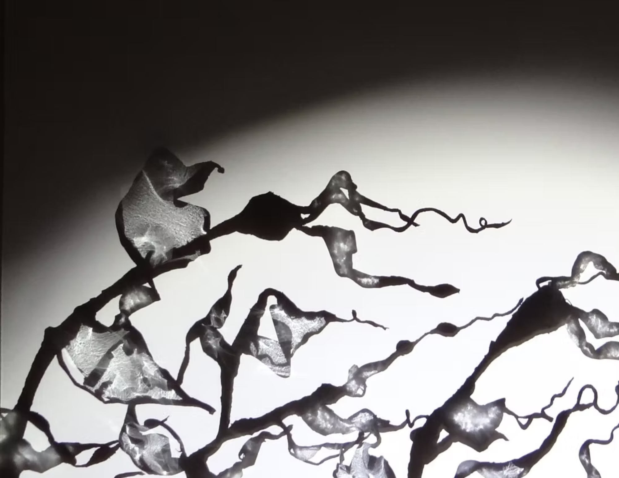 Ocean Kin: A Shadow Show