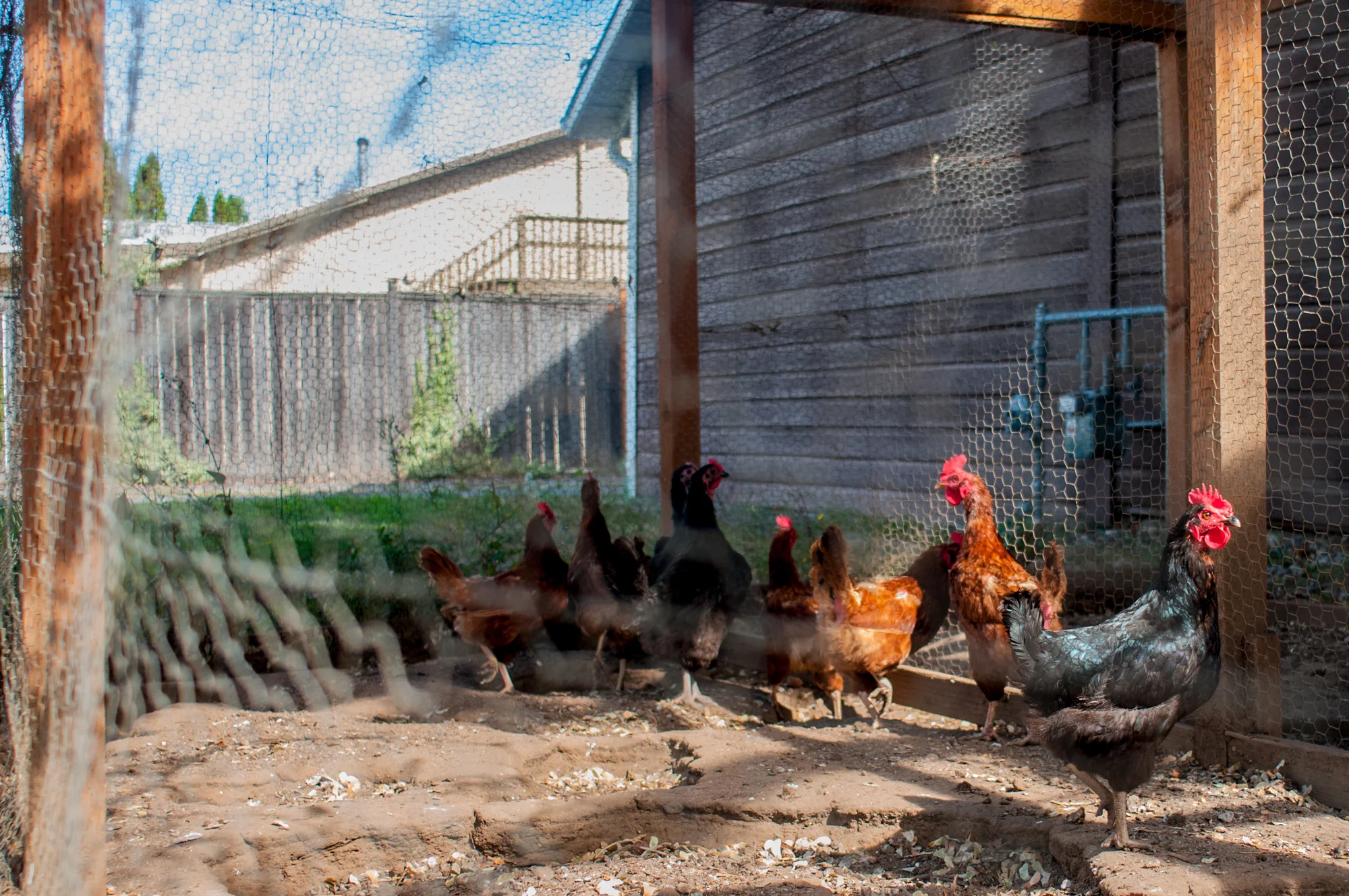 chickens.jpg